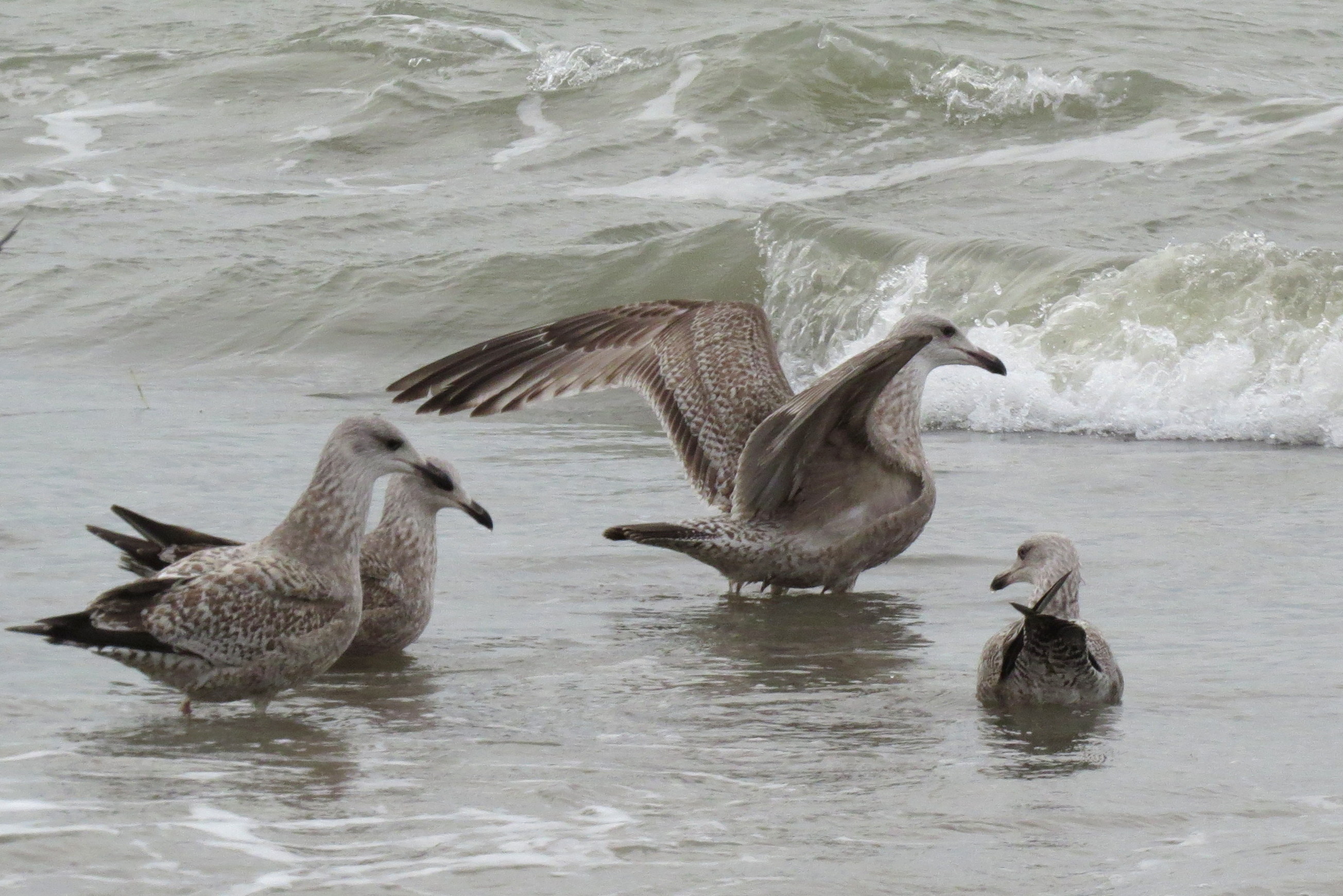 Gaan we zwemmen of vliegen jongens?