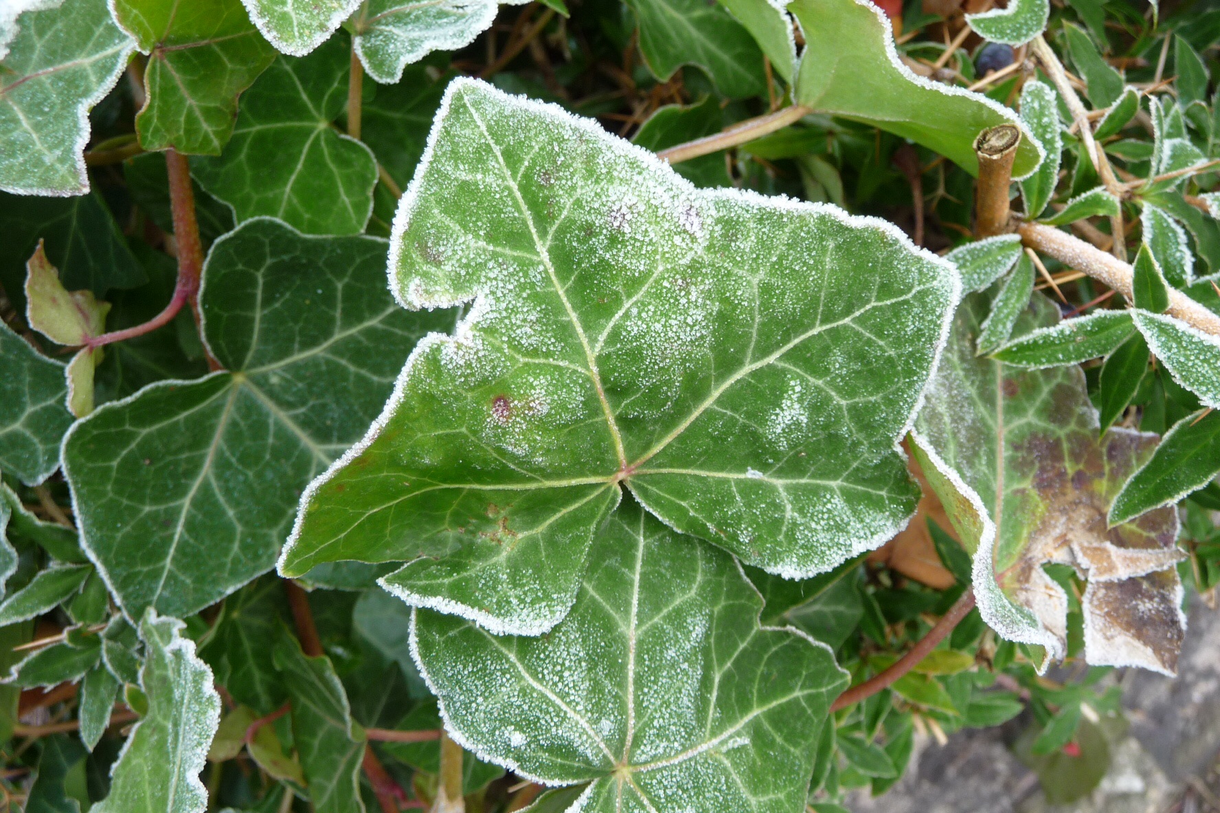 Hedera met rijp