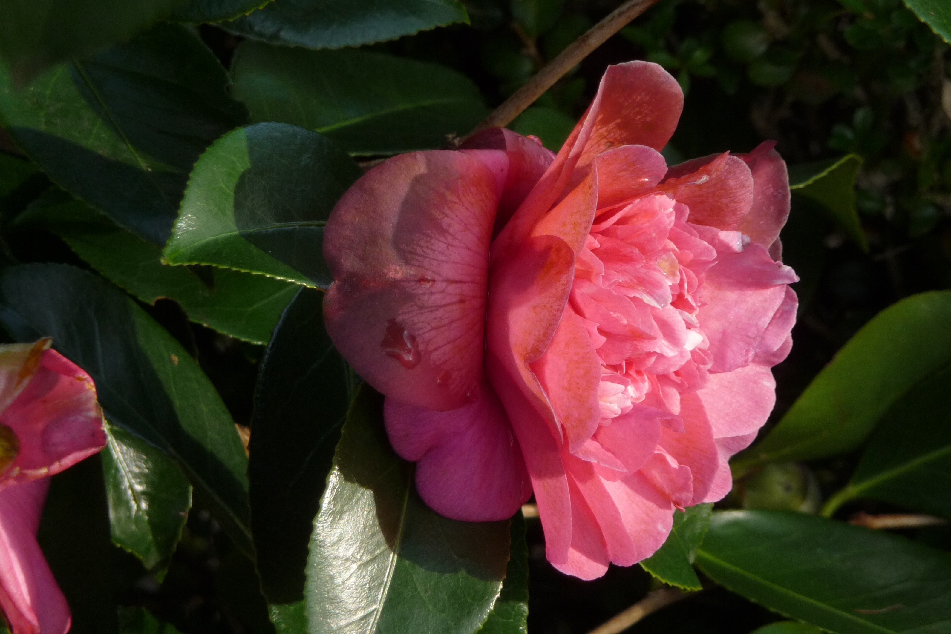 Camellia 2