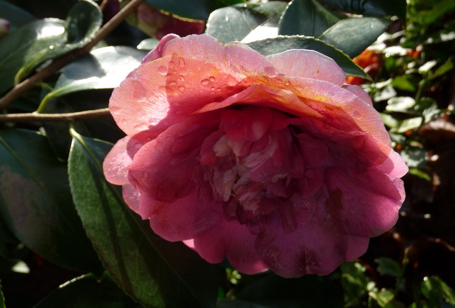 Camellia