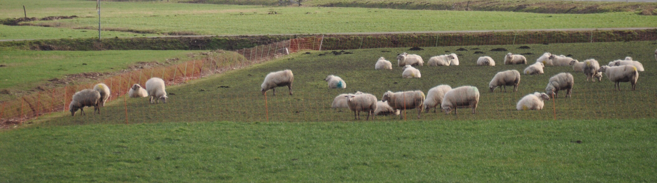 Schapen 4