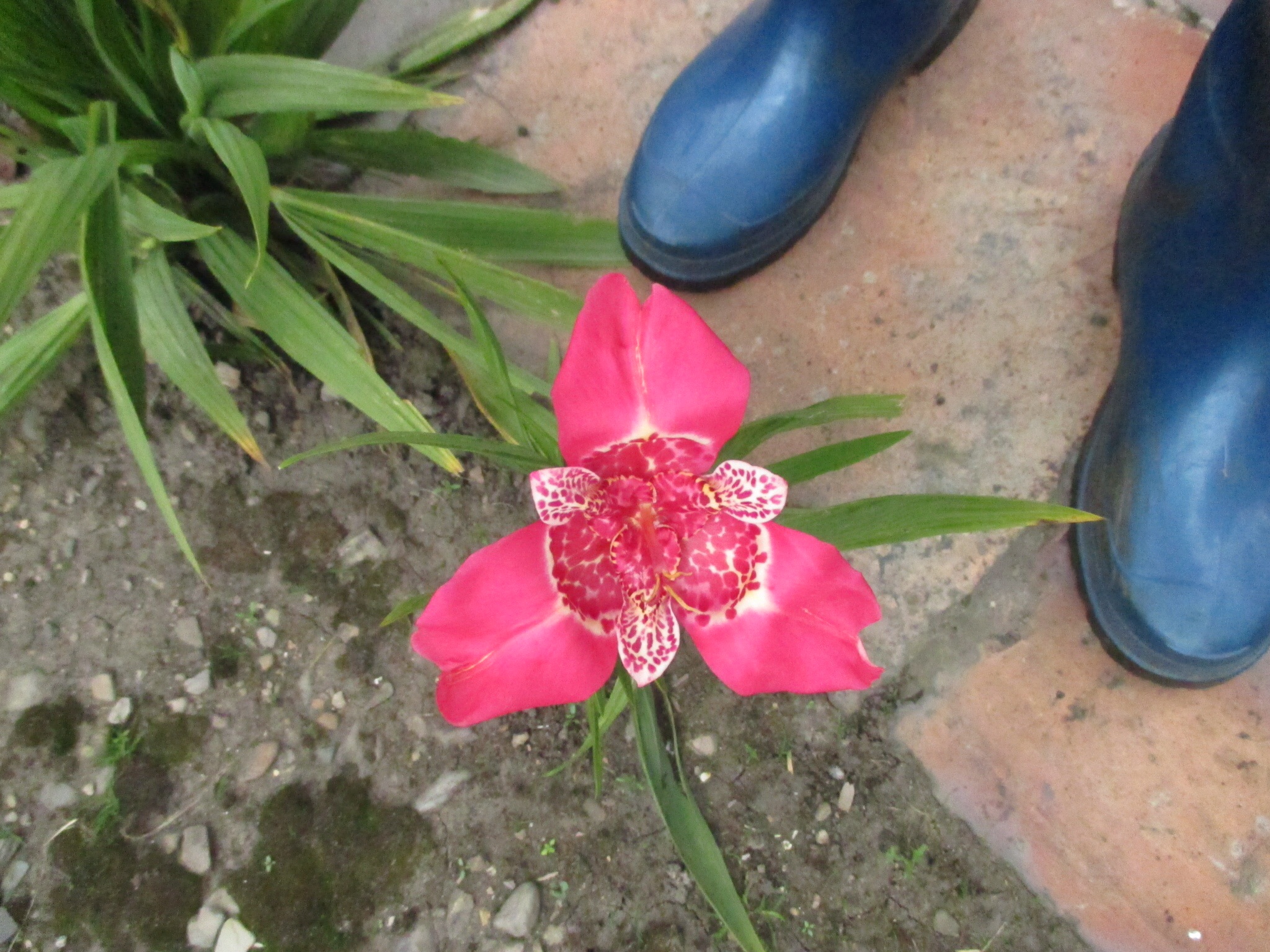 Flor de un dia