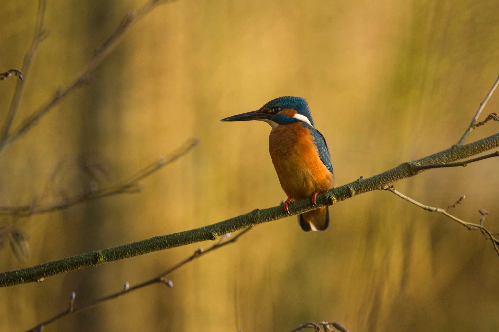 IJsvogel