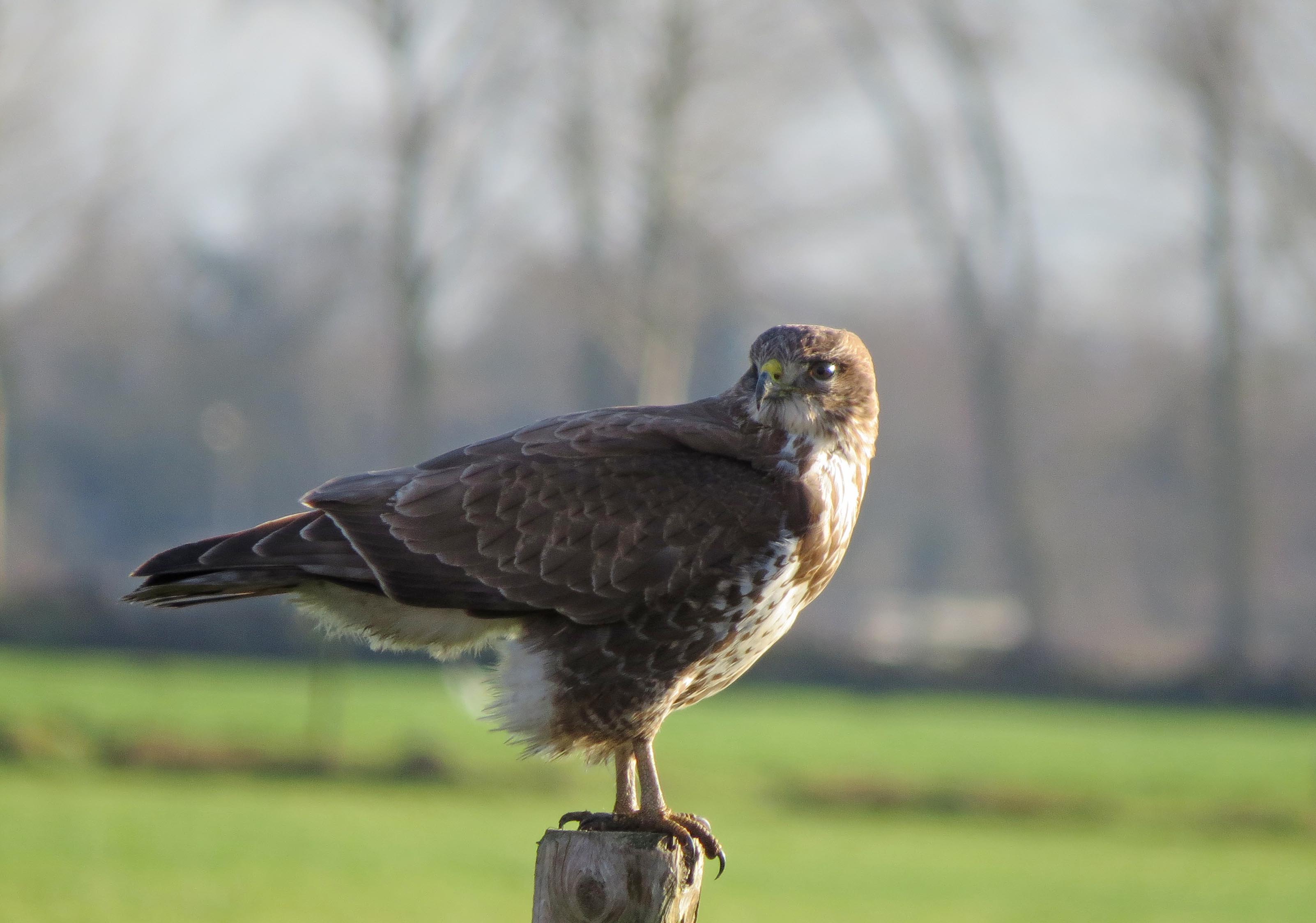 Buizerd