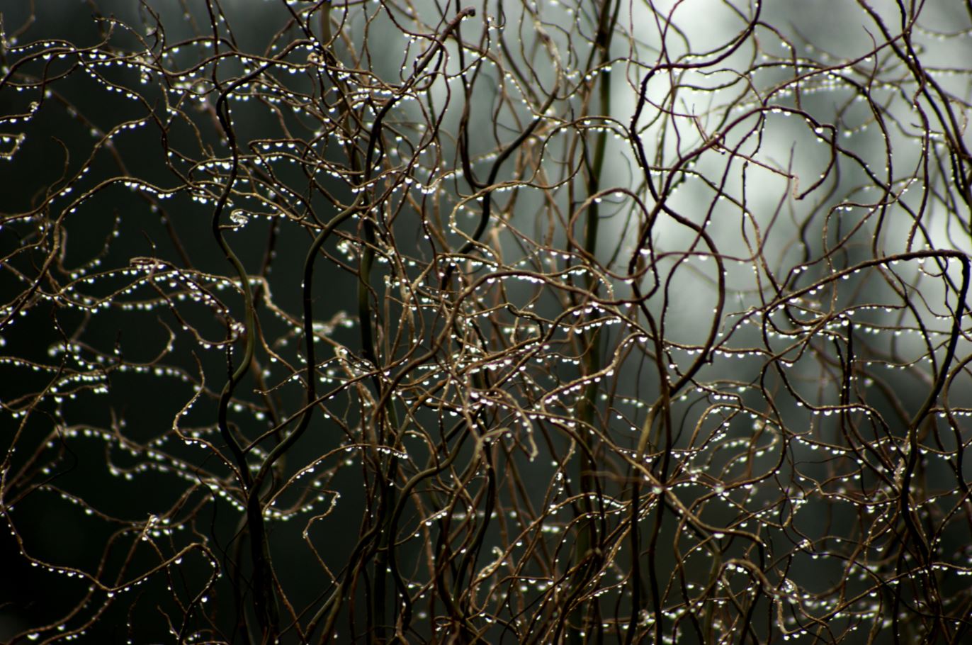 waterdruppels aan hazelaar