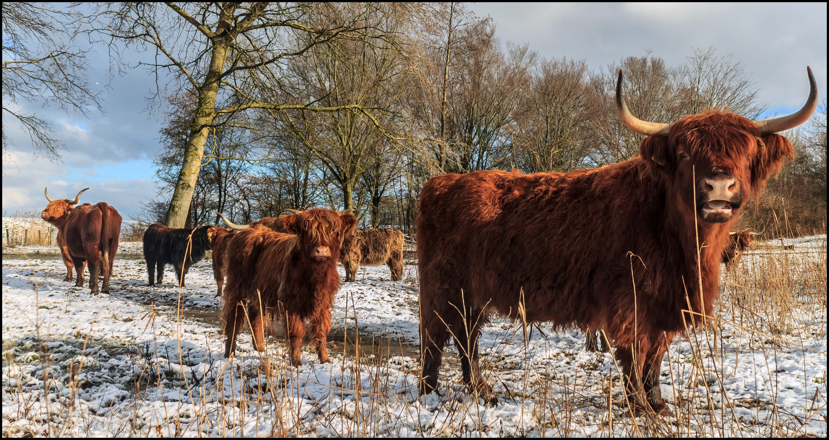 Schotsehooglanders en sneeuw.