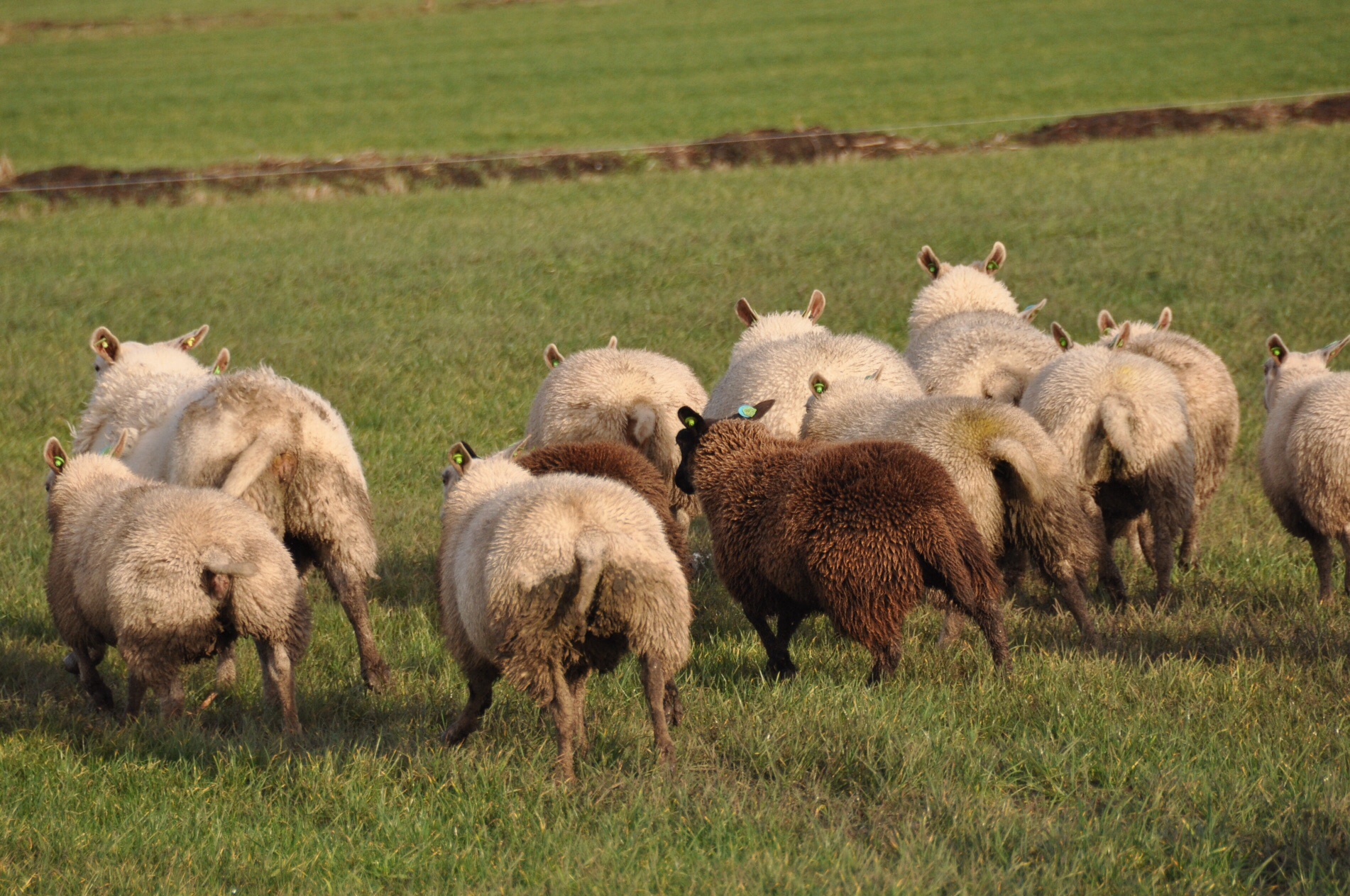Schapen 3