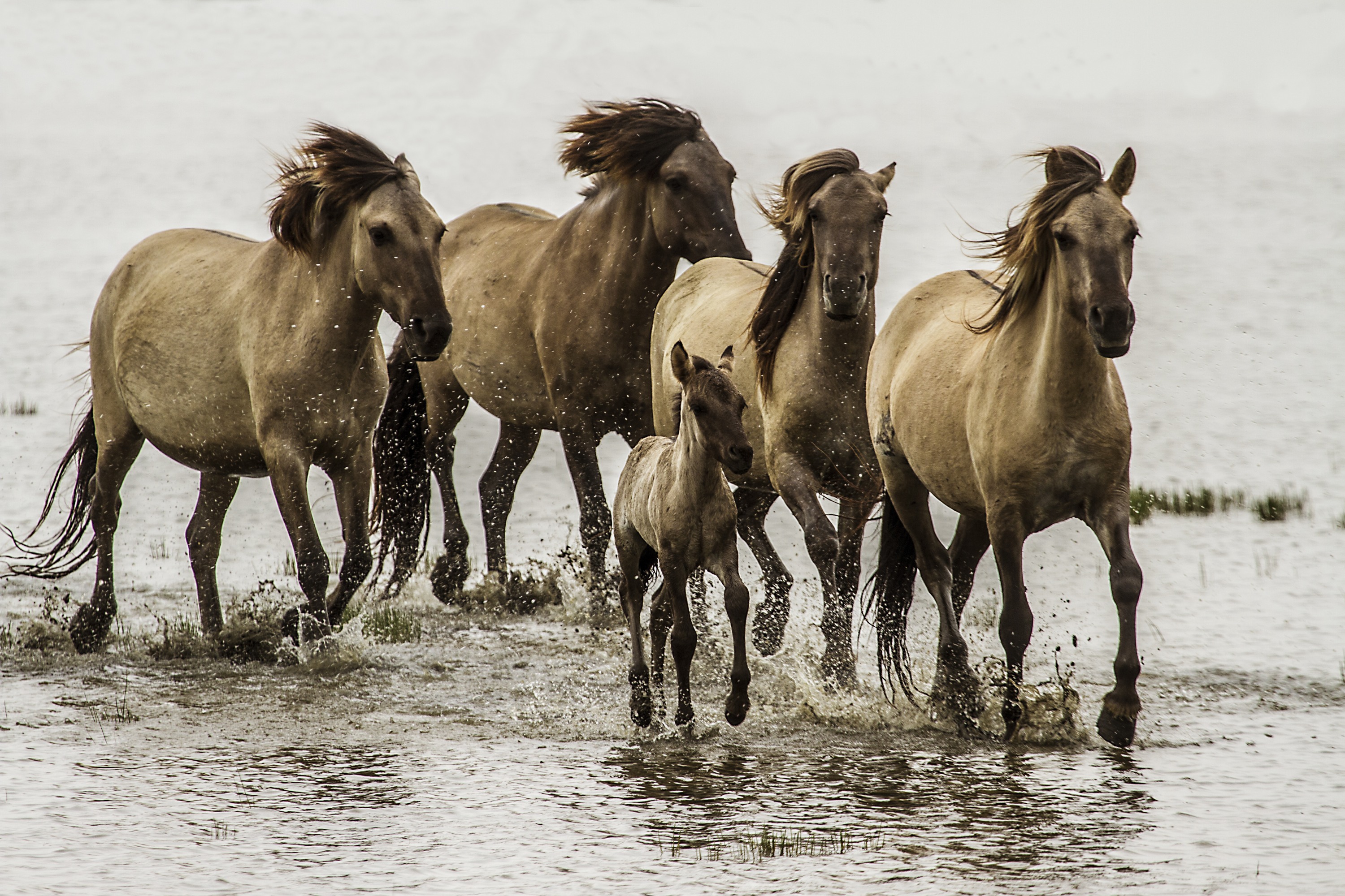 Rennende paarden