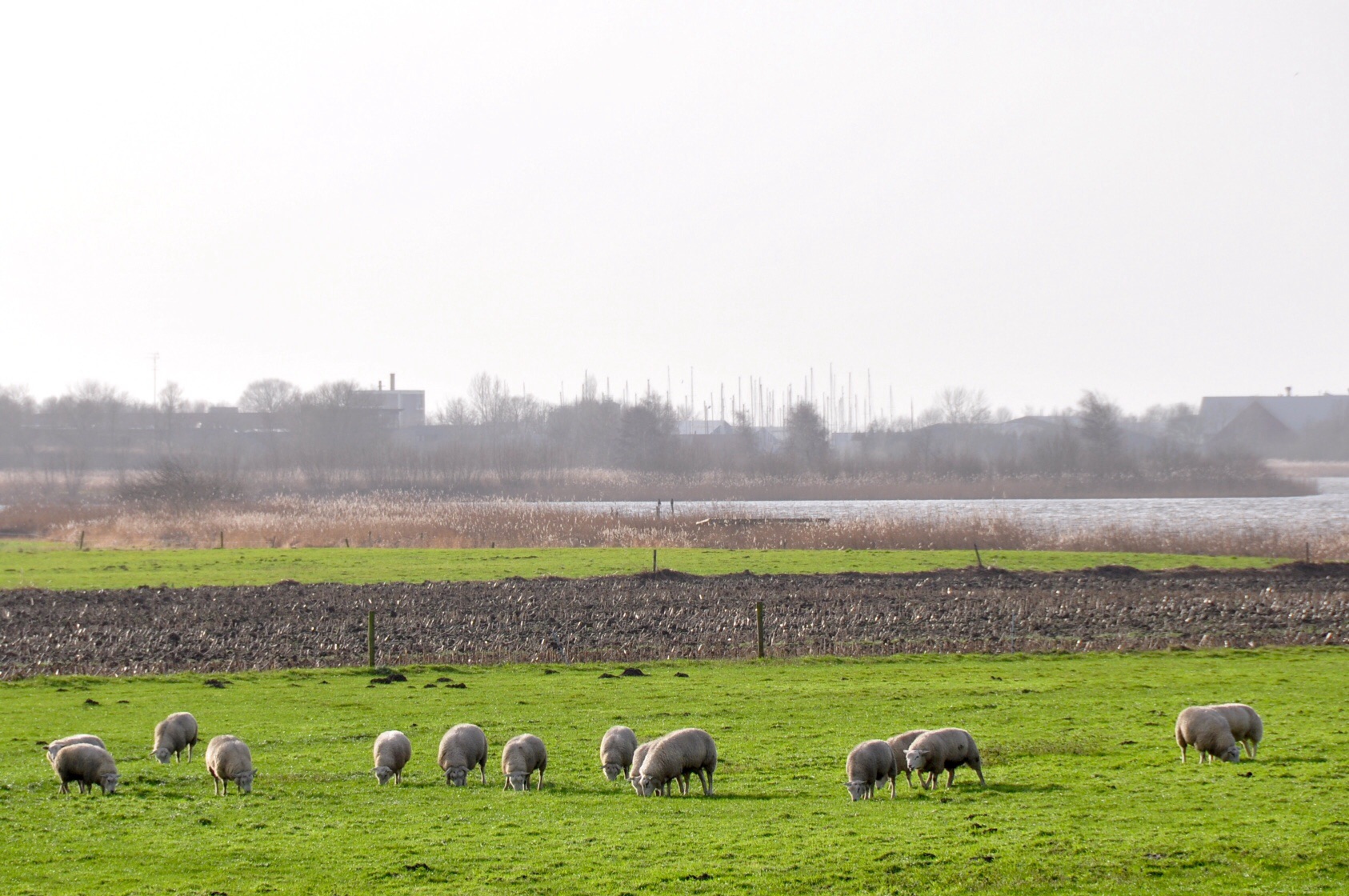 Schapen 2