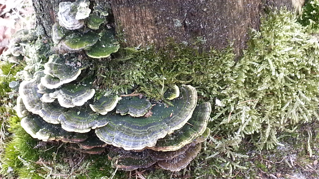 Boomstronk met paddestoelen en mos