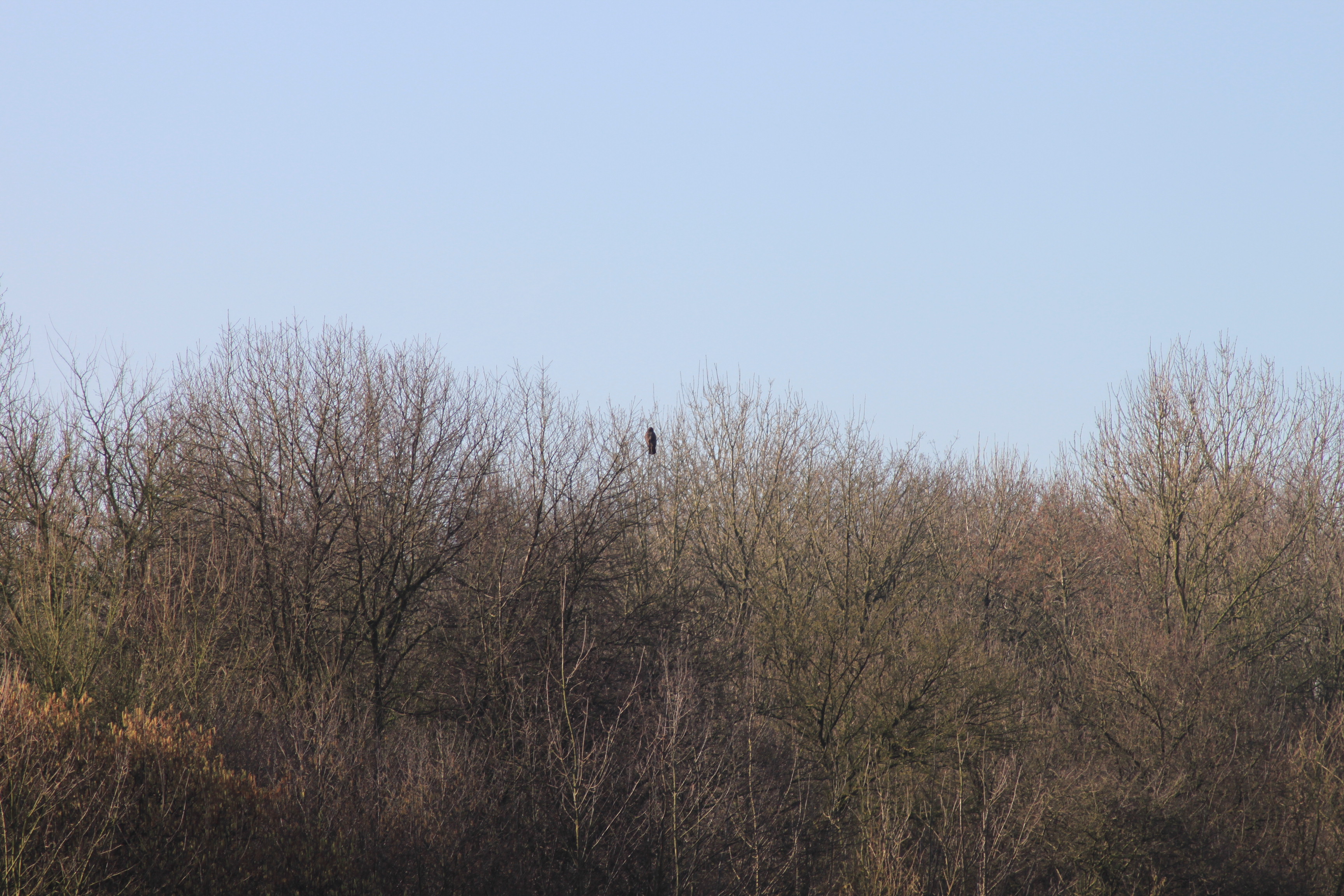 Buizerd in boom