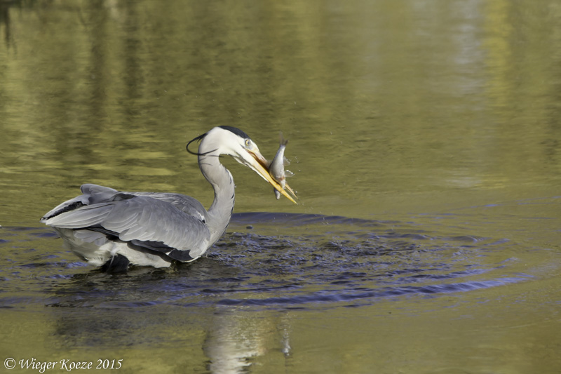 Vissende reiger