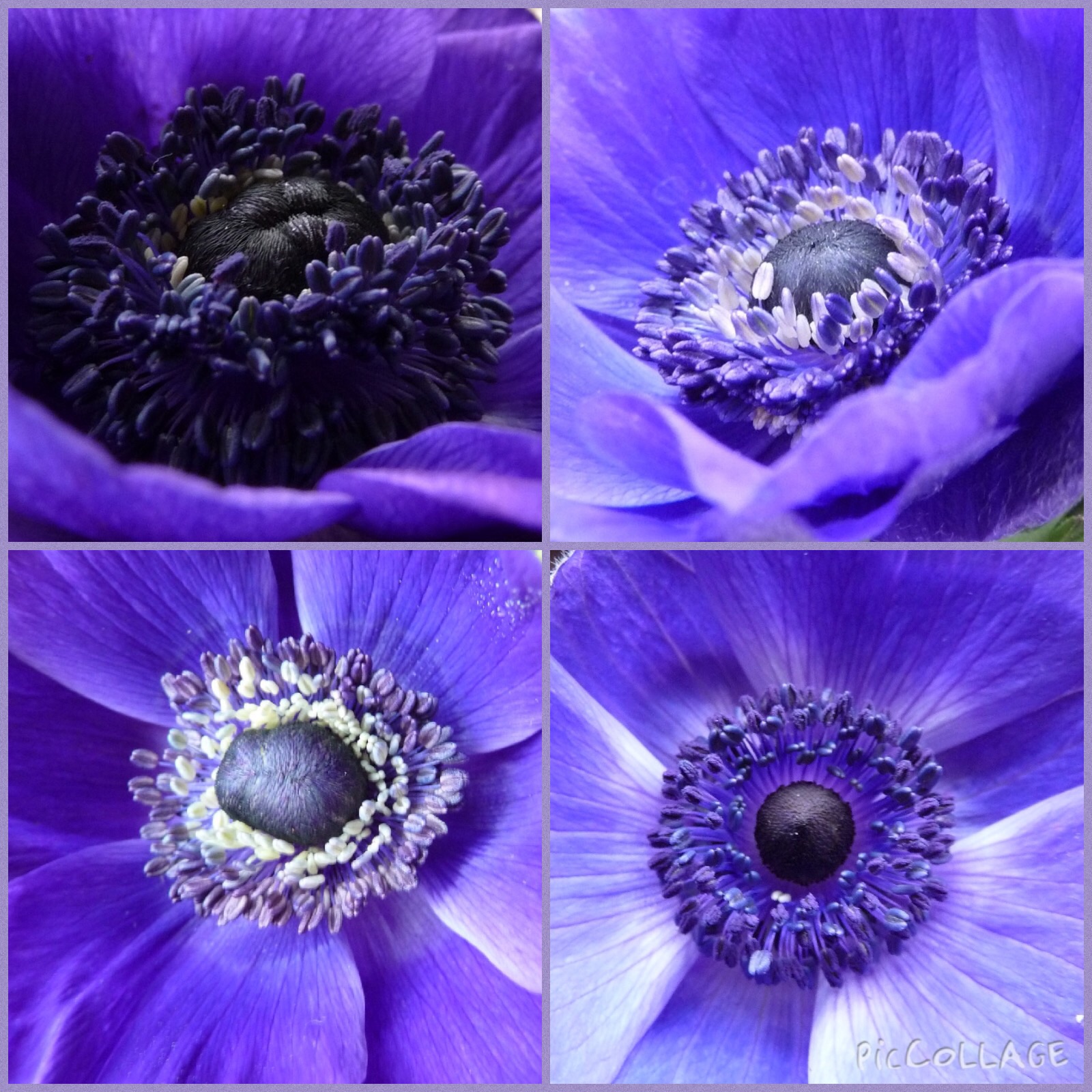 Anemonen