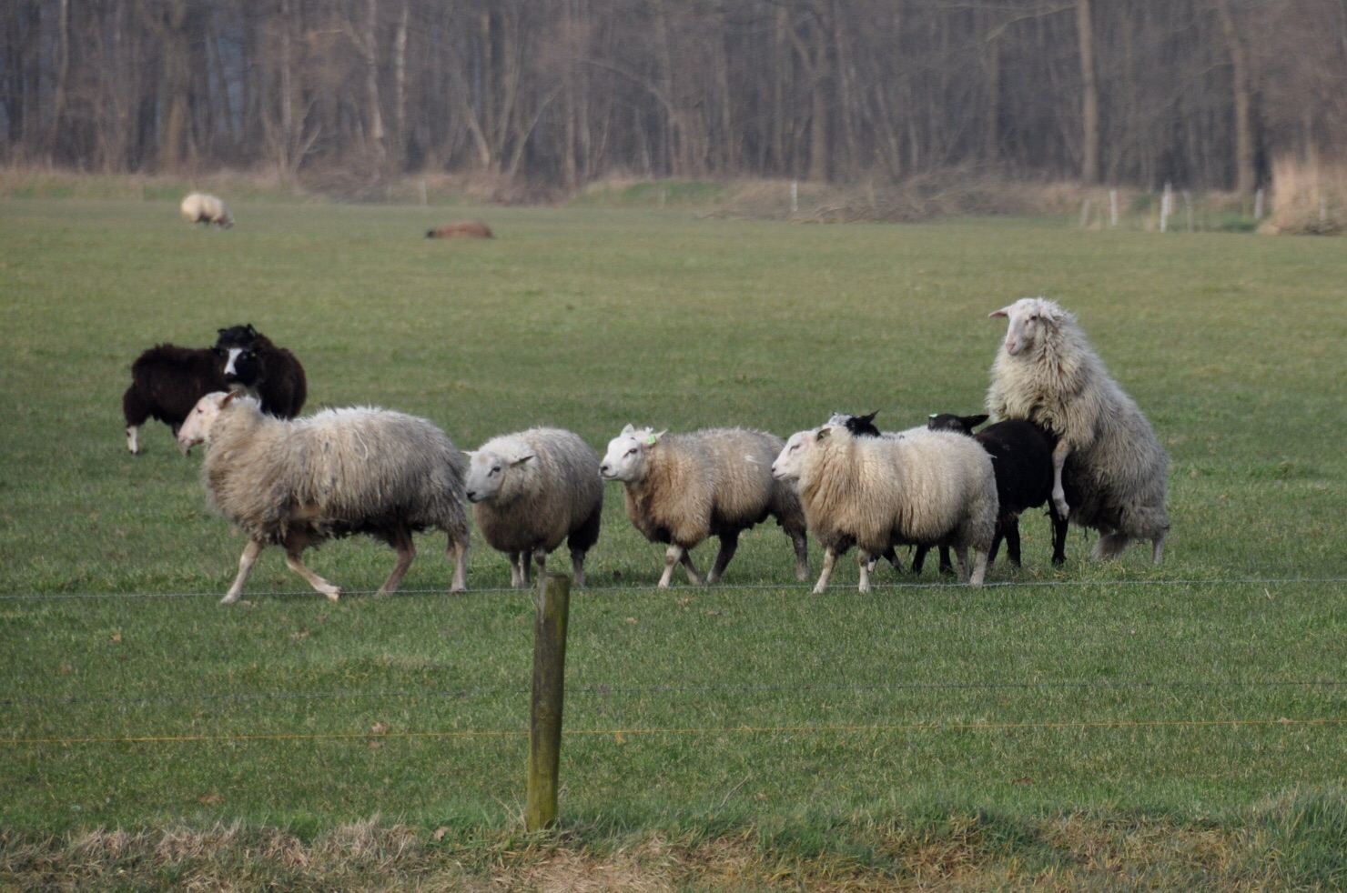 Schapen