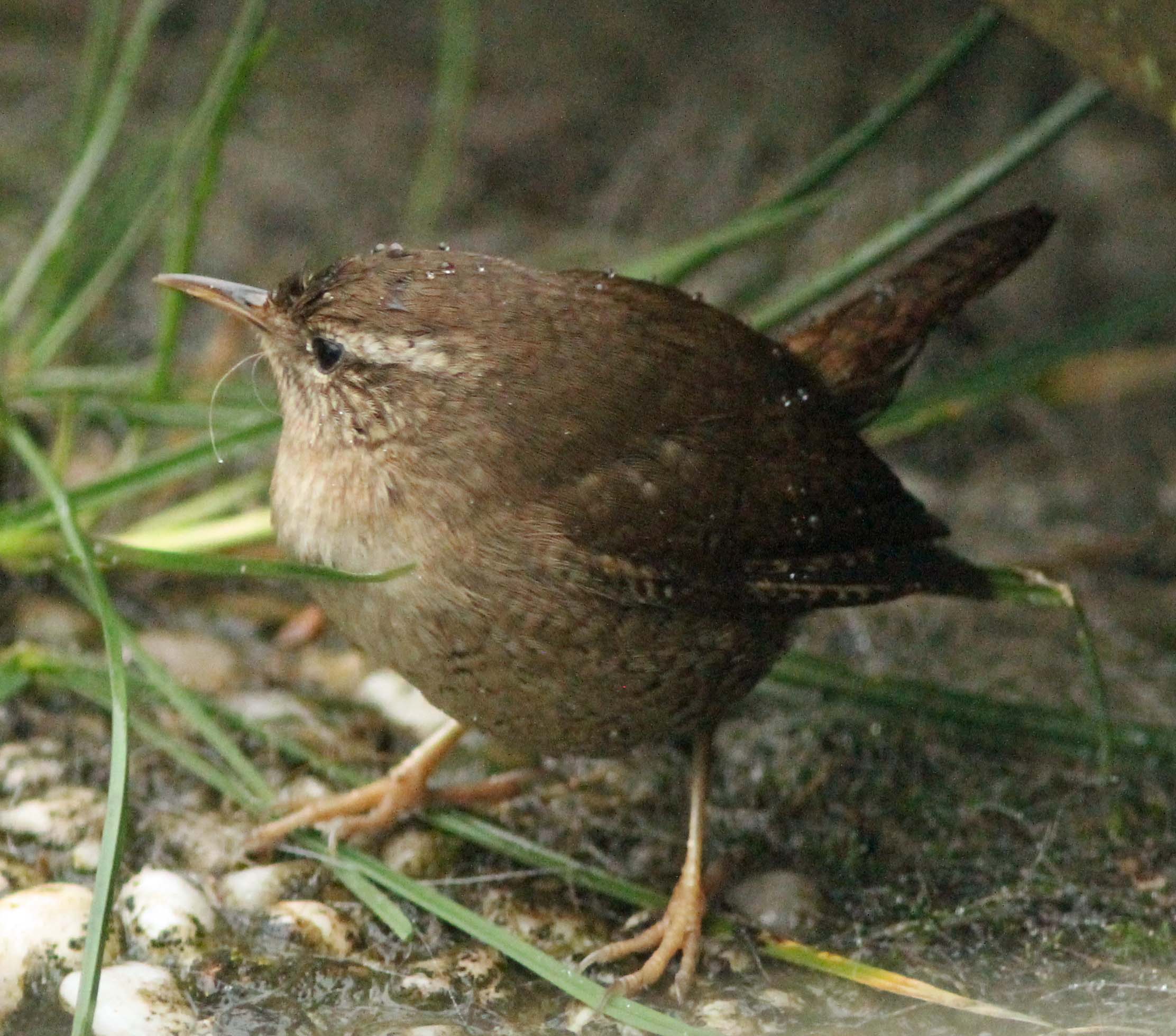 Druppelwinterkoninkje
