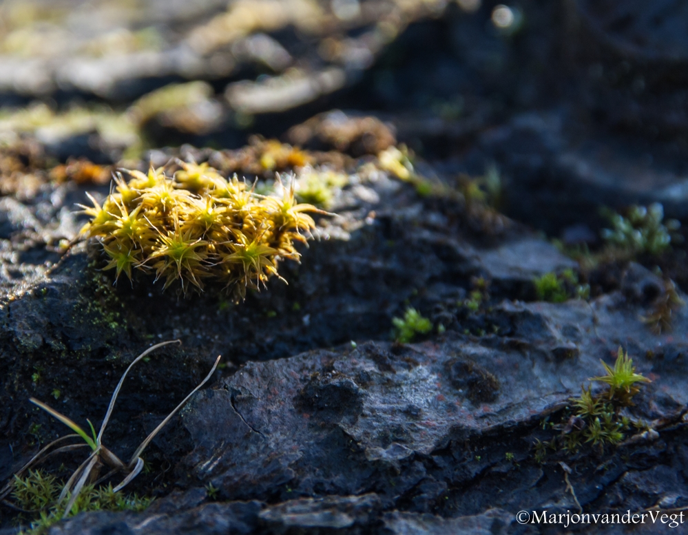 korstmossen in de zon