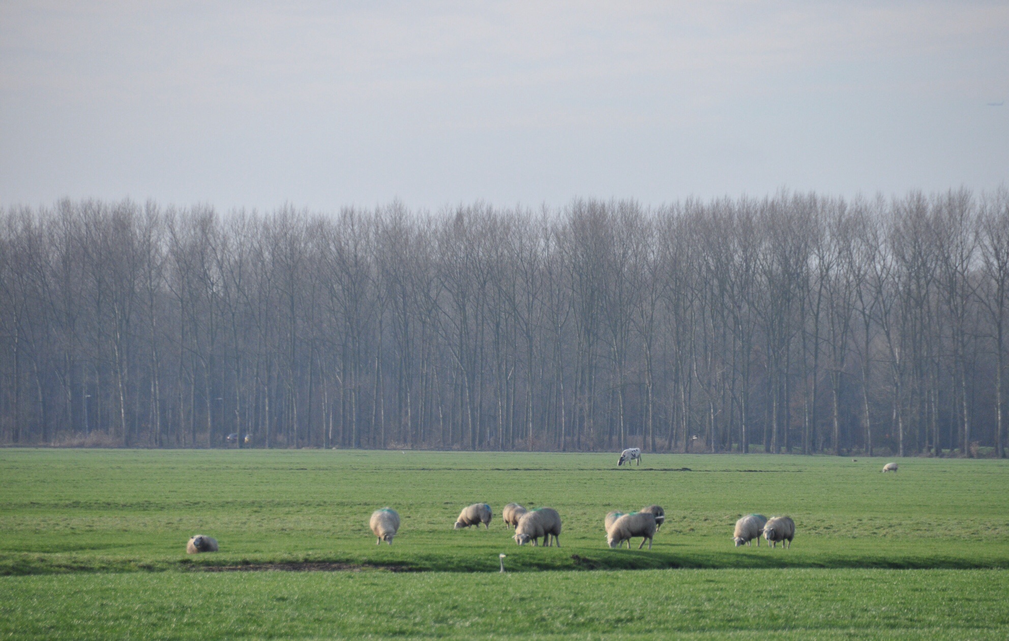 Schapen