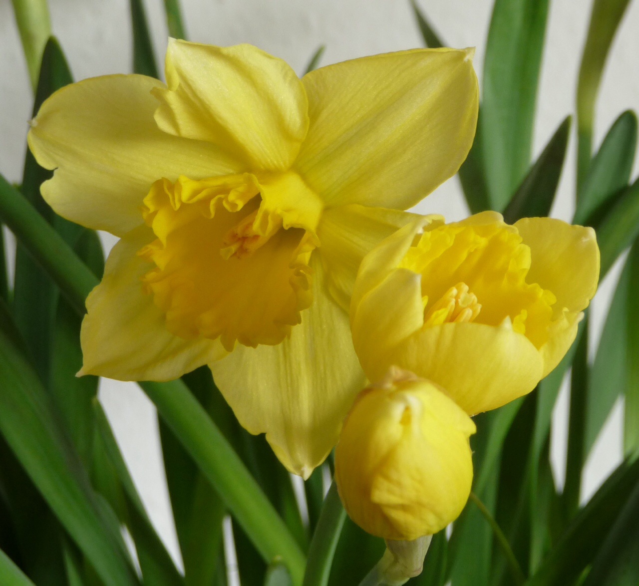 Narcissen