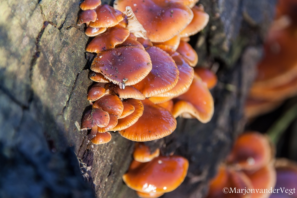 Gewone fluweelpootje