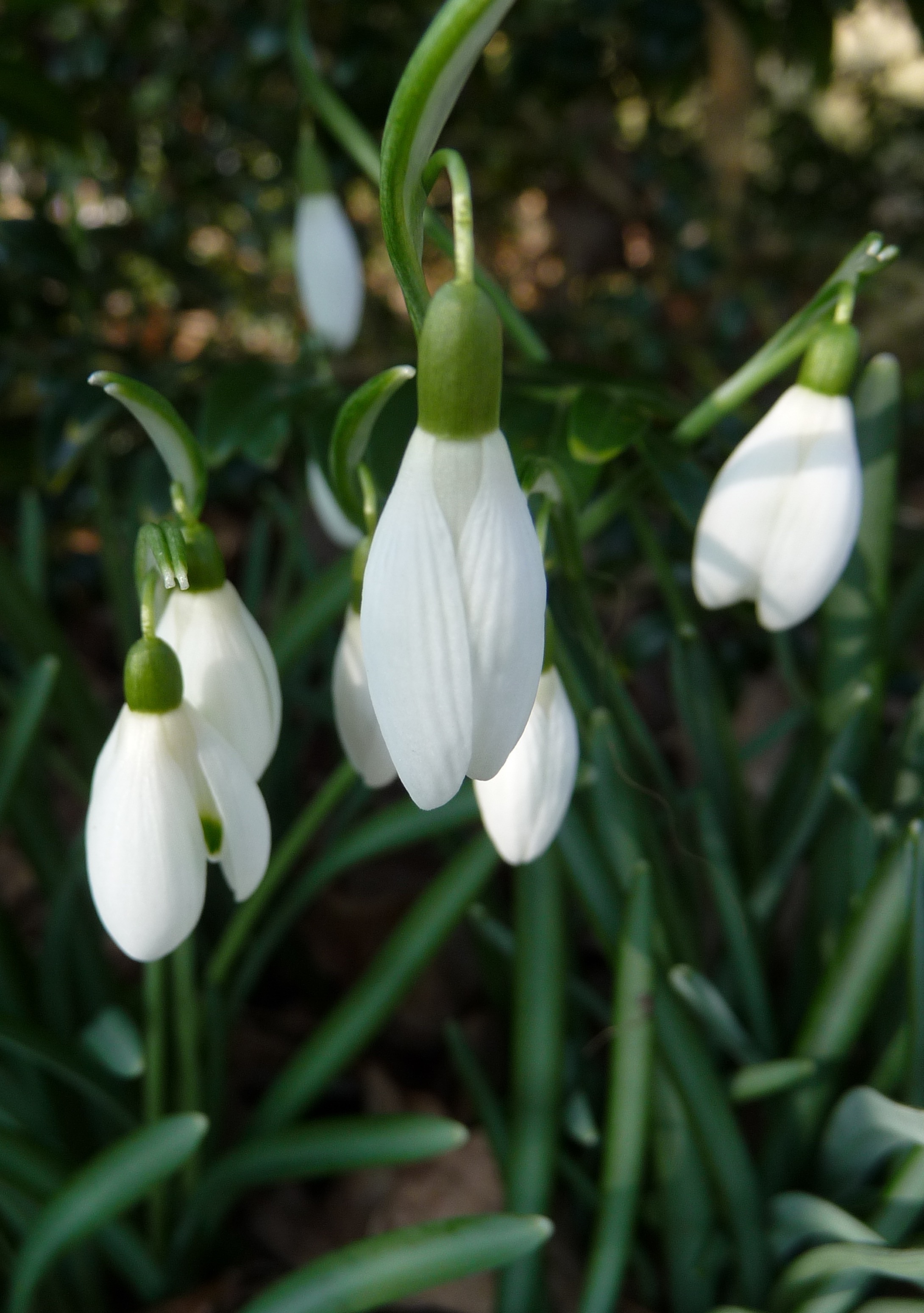 Sneeuwklokjes 2