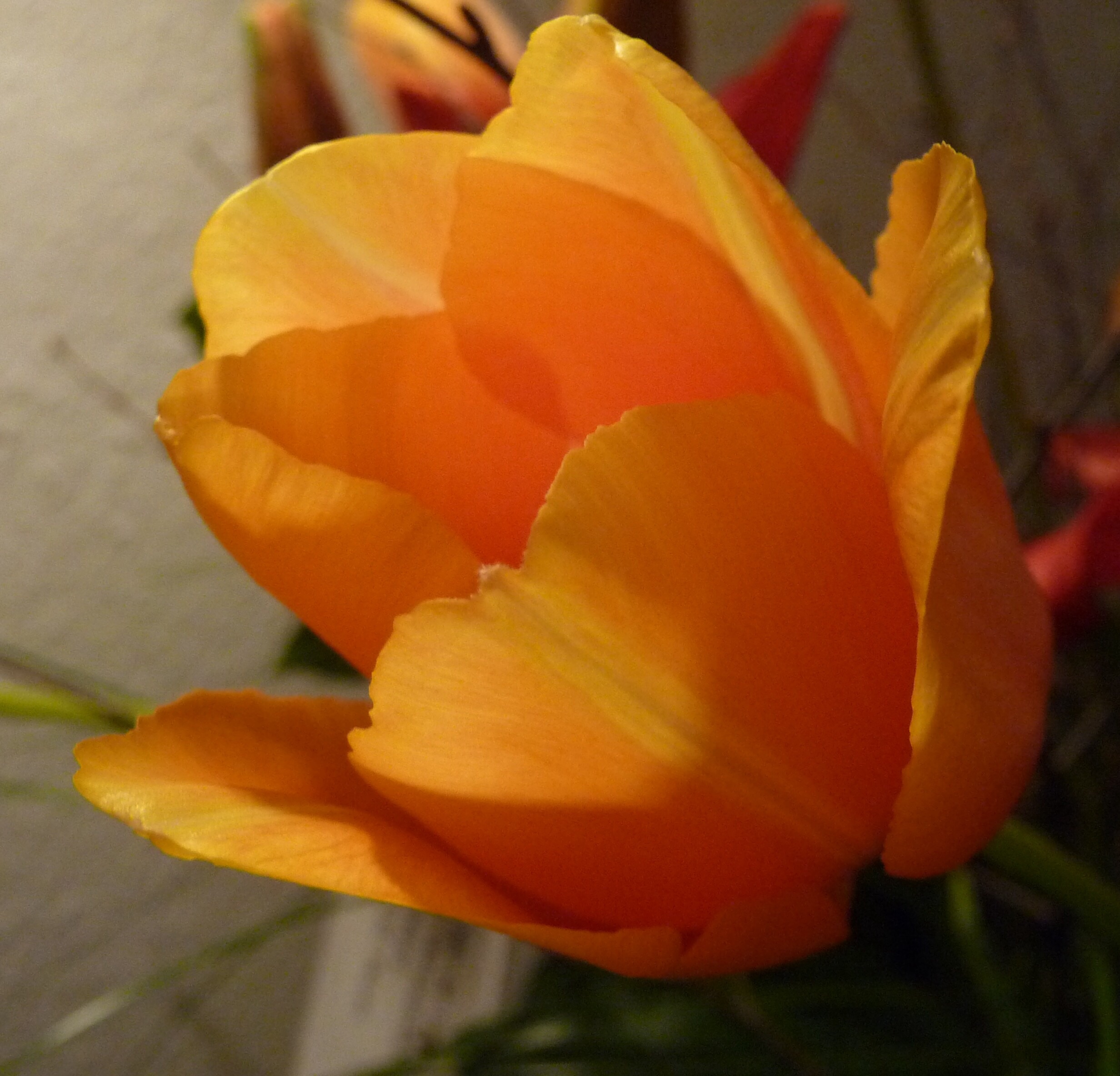 Tulp