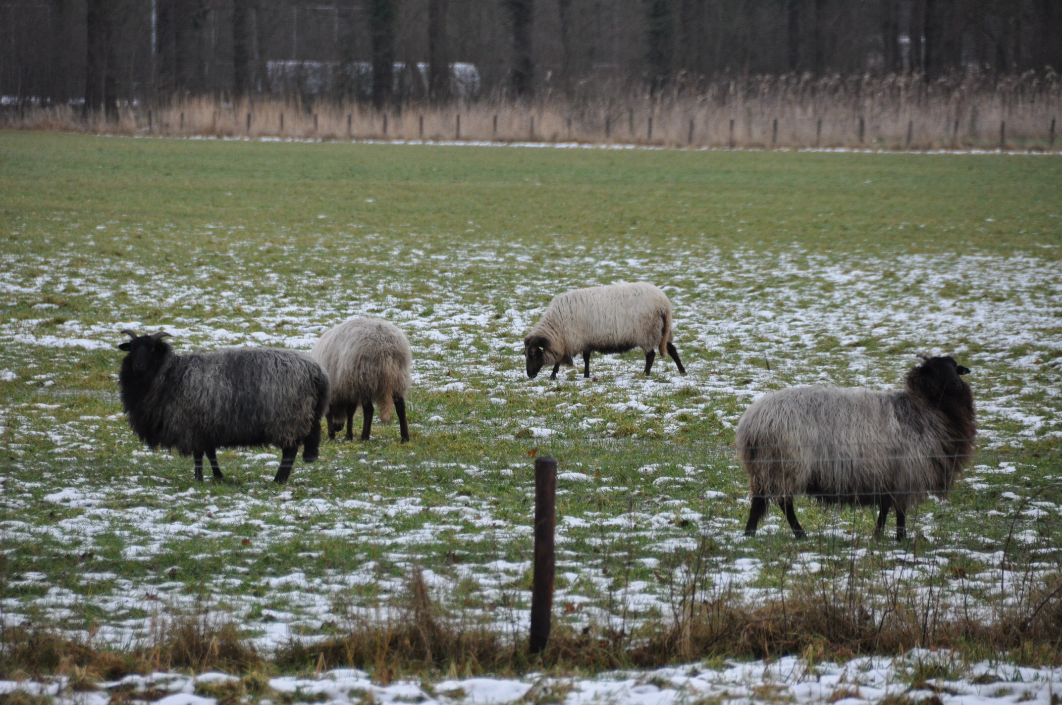 Schapen 2