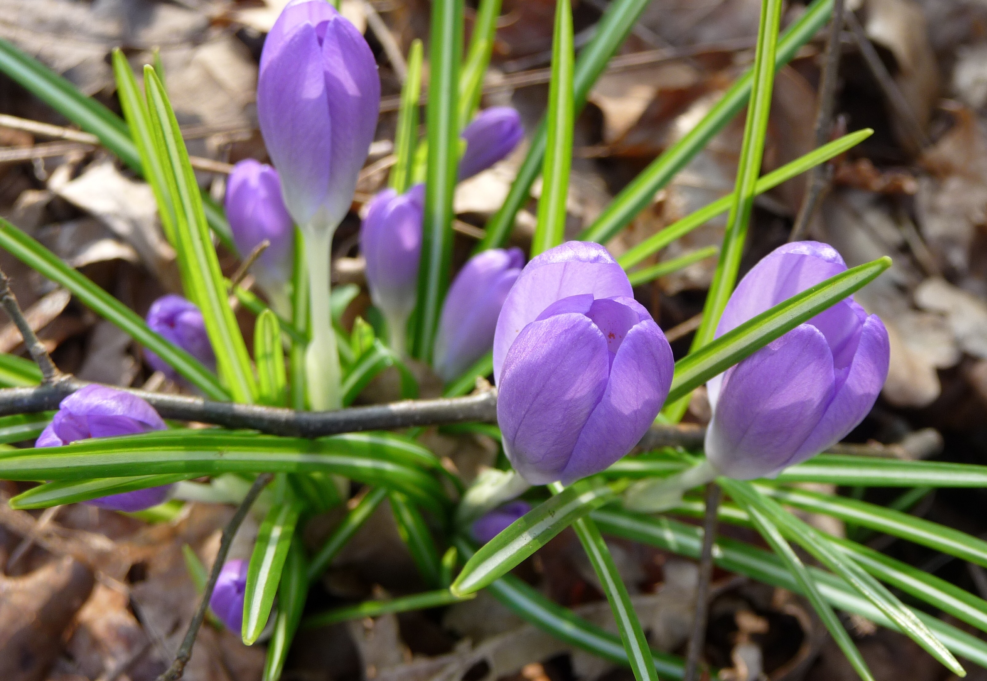 Krokussen 2