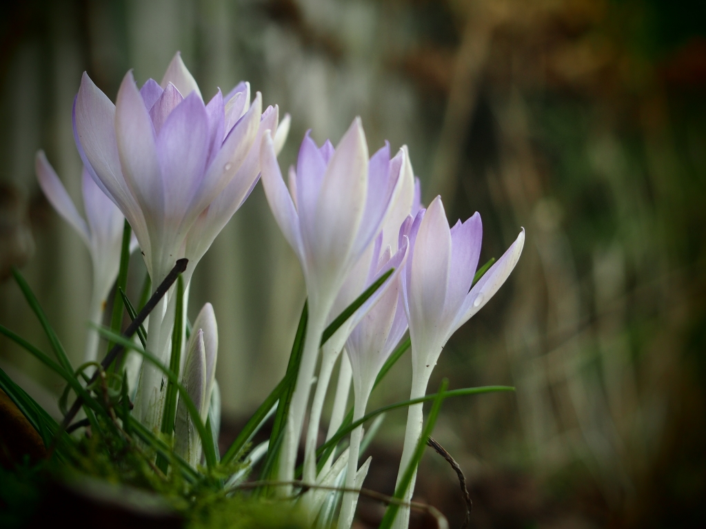 krokus