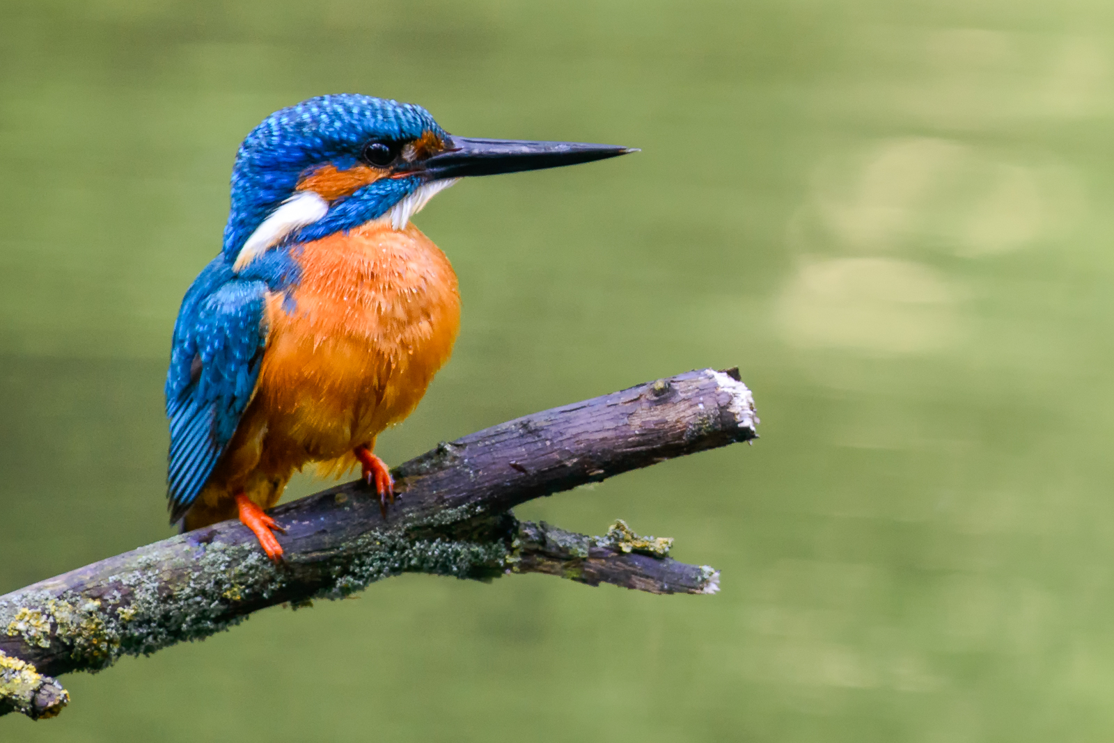 IJsvogel op een...