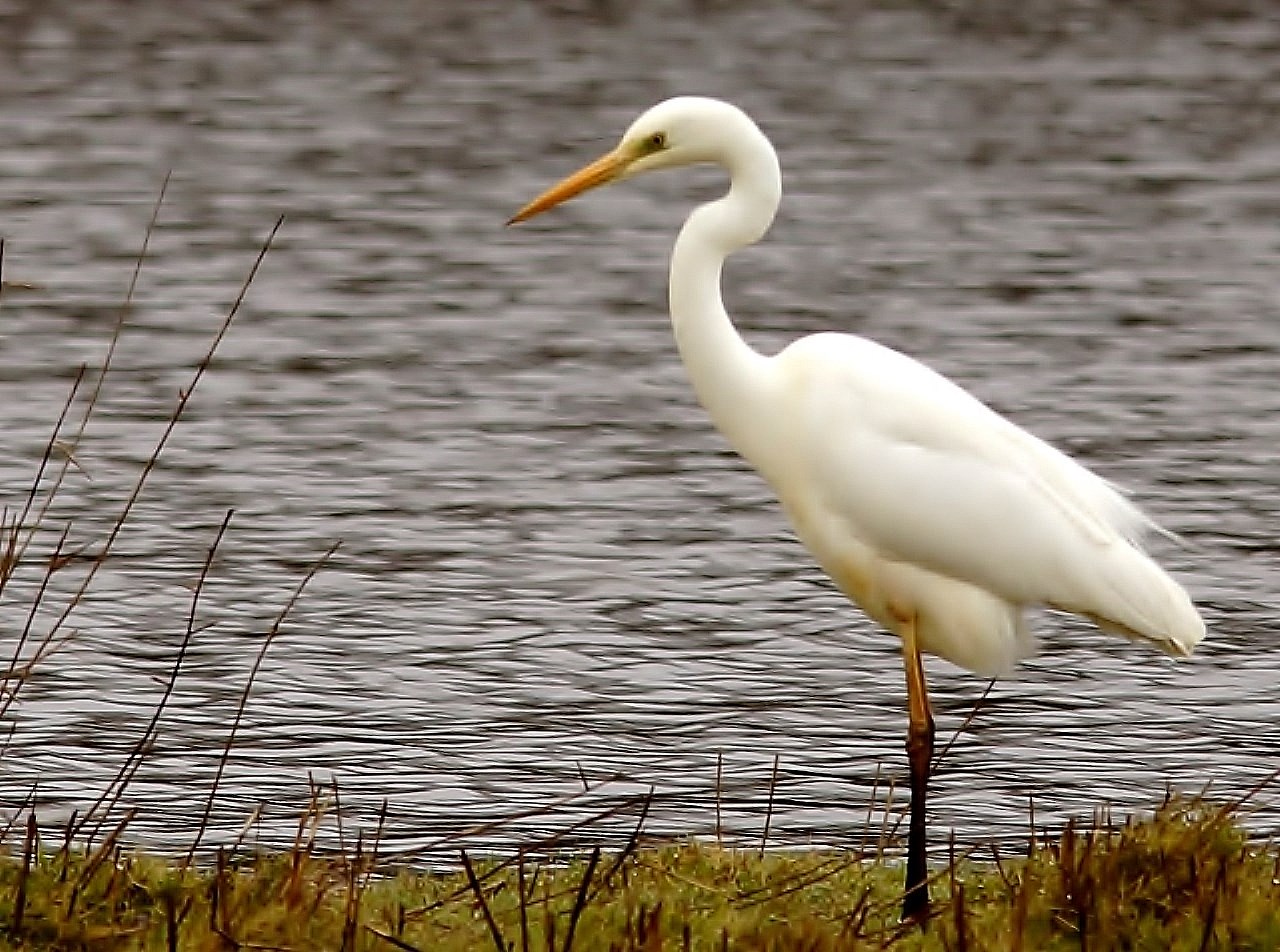 grote zilverreiger 1
