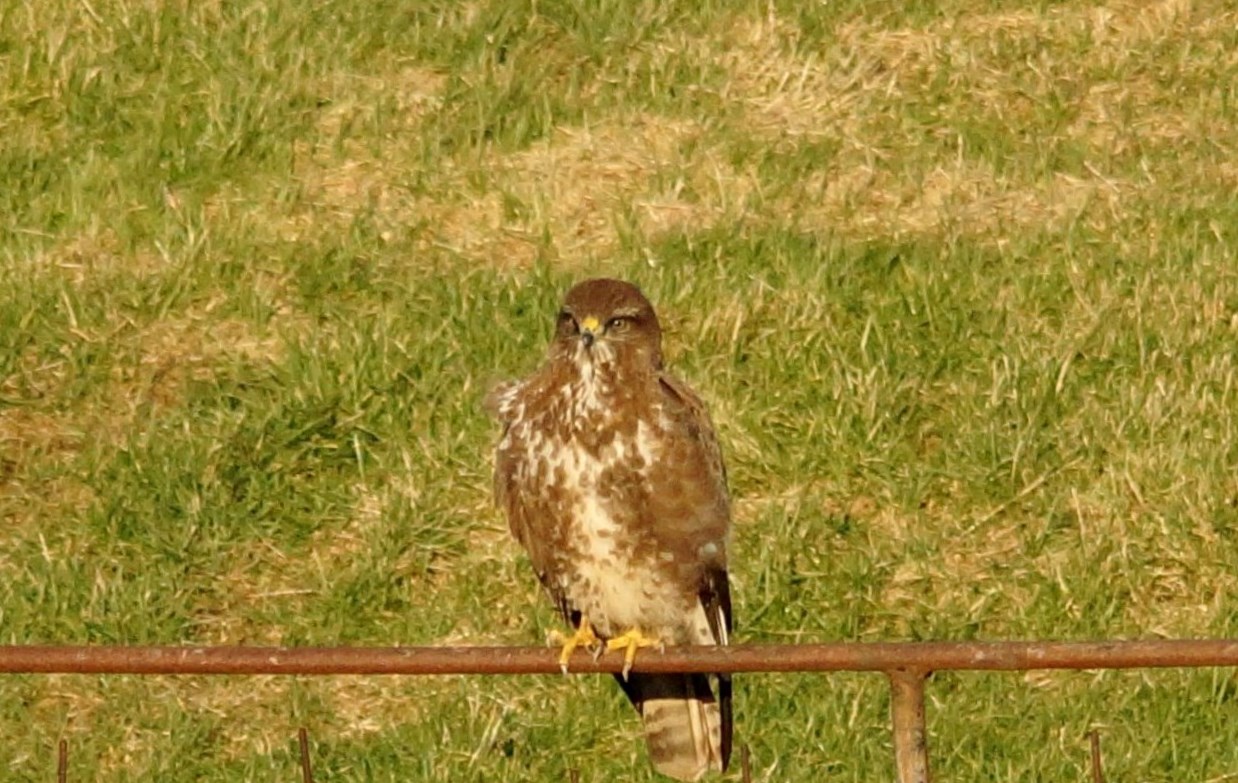 Buizerd 1