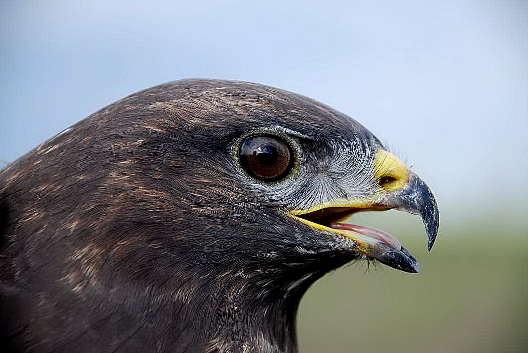 Portret Buizerd.