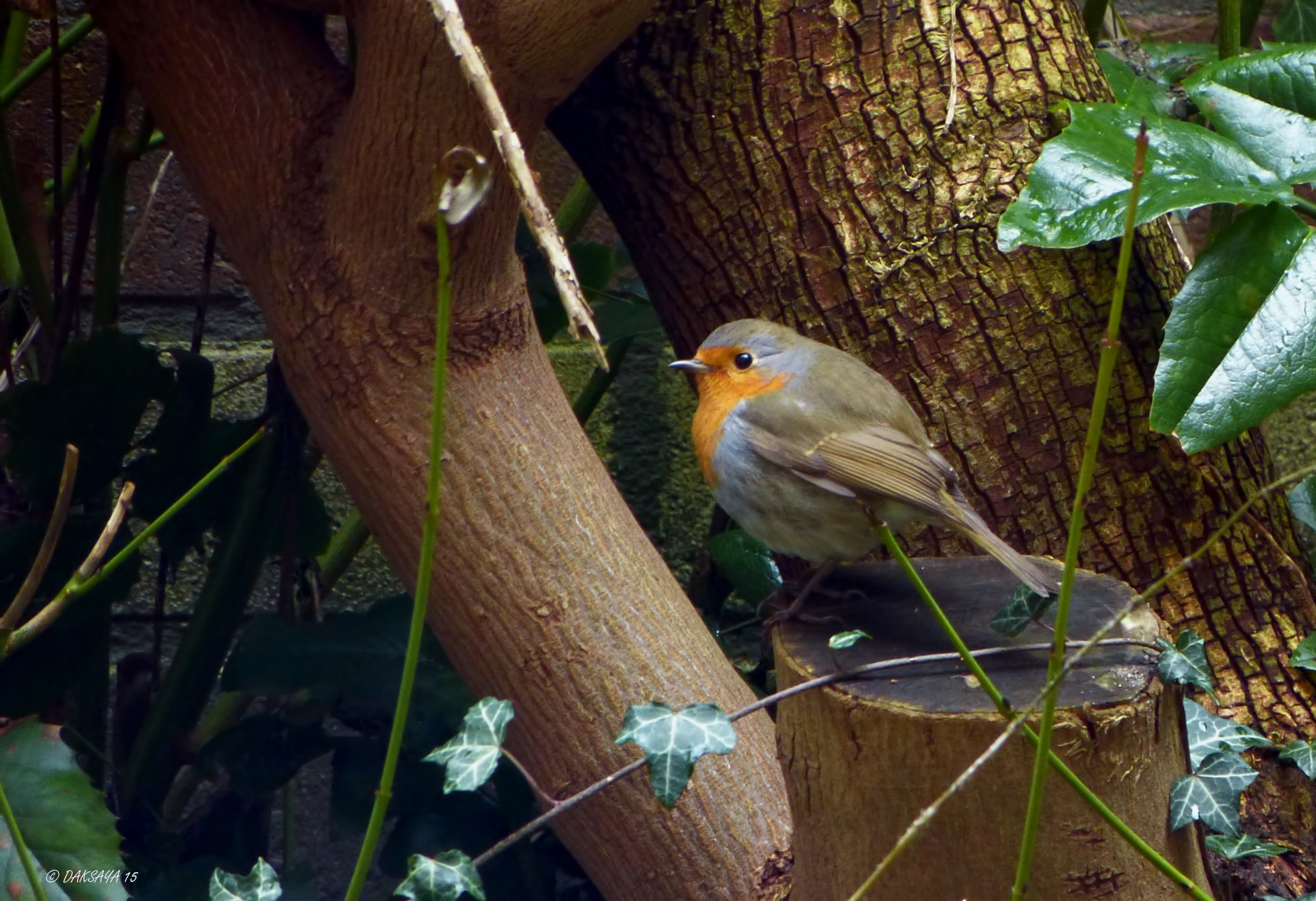 Roodborst