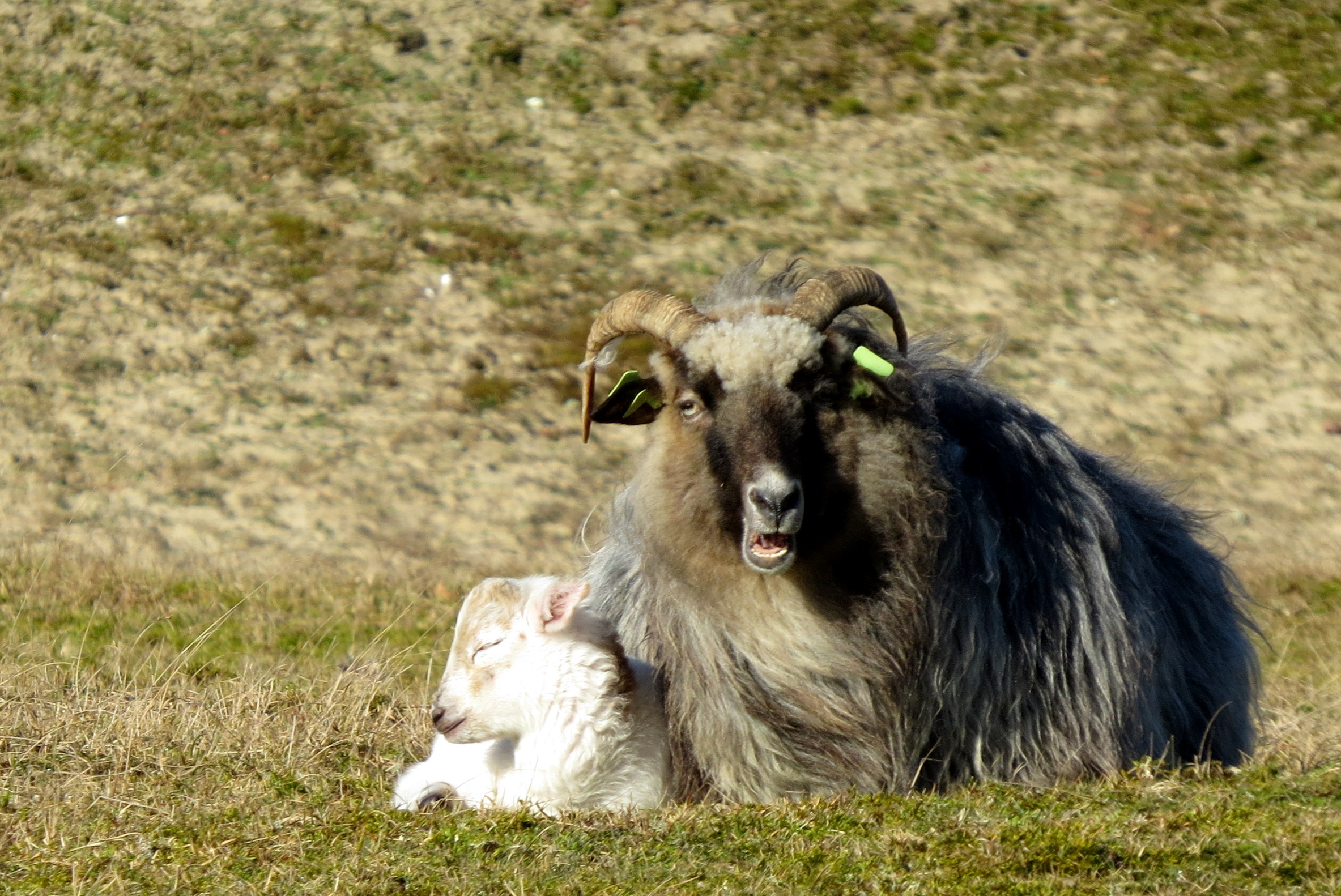 Veilig en warm bij mama in de zon