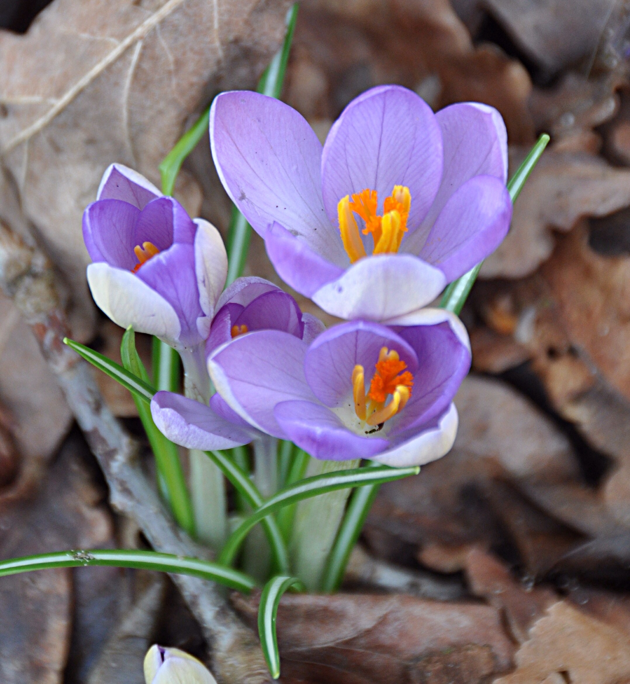Krokussen 3
