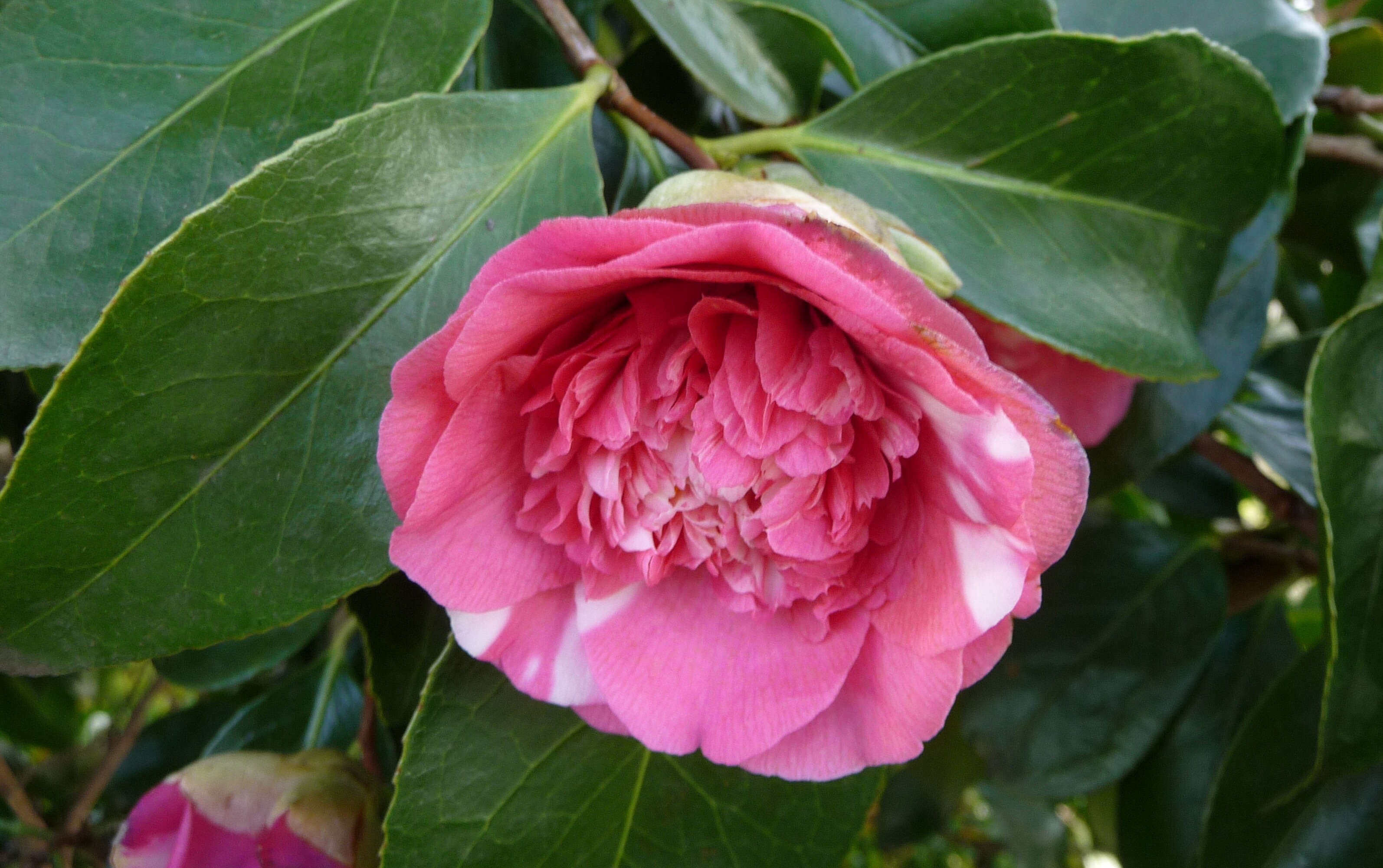 Camellia