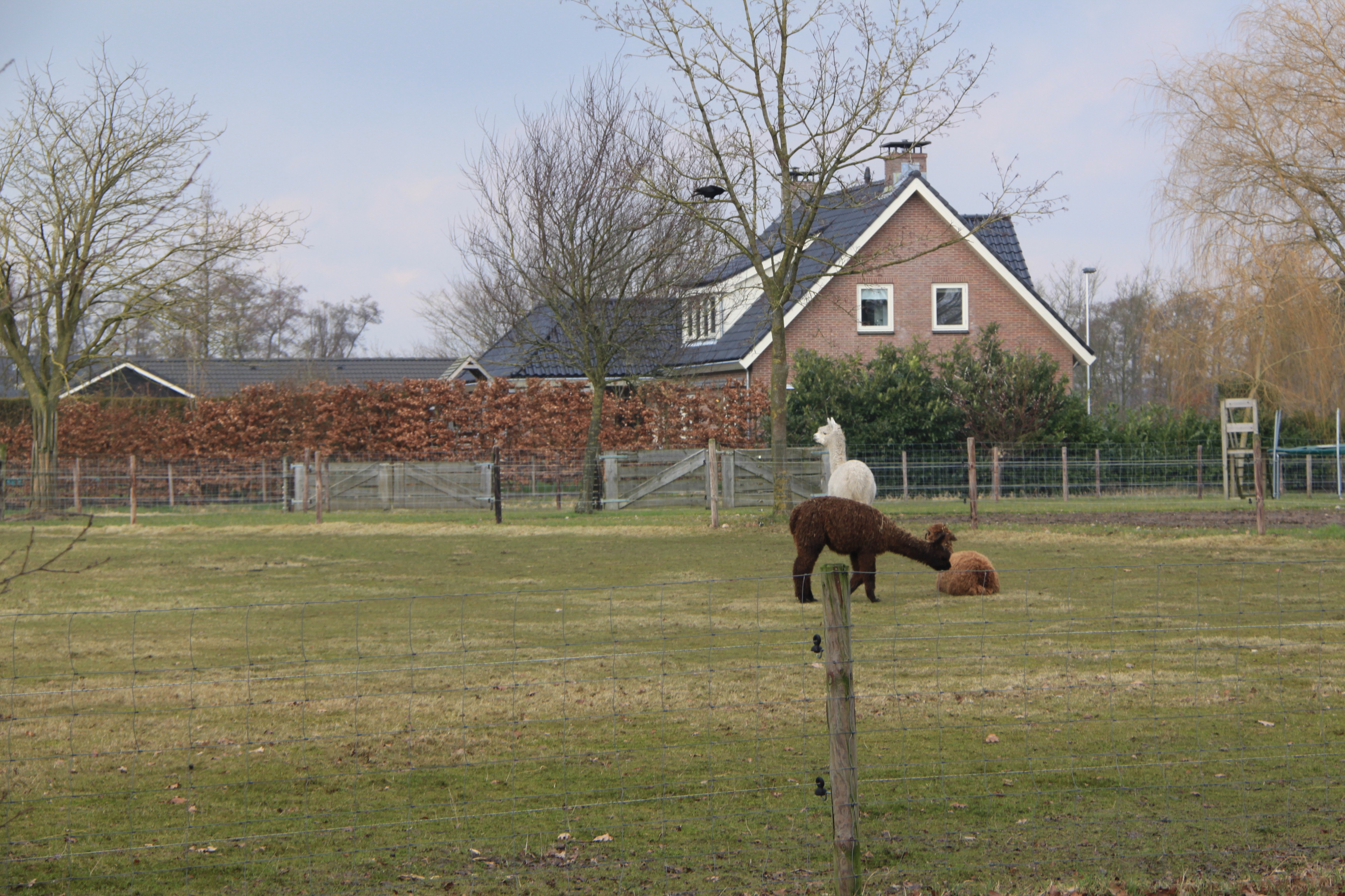 Kraai bleef..krijssen !