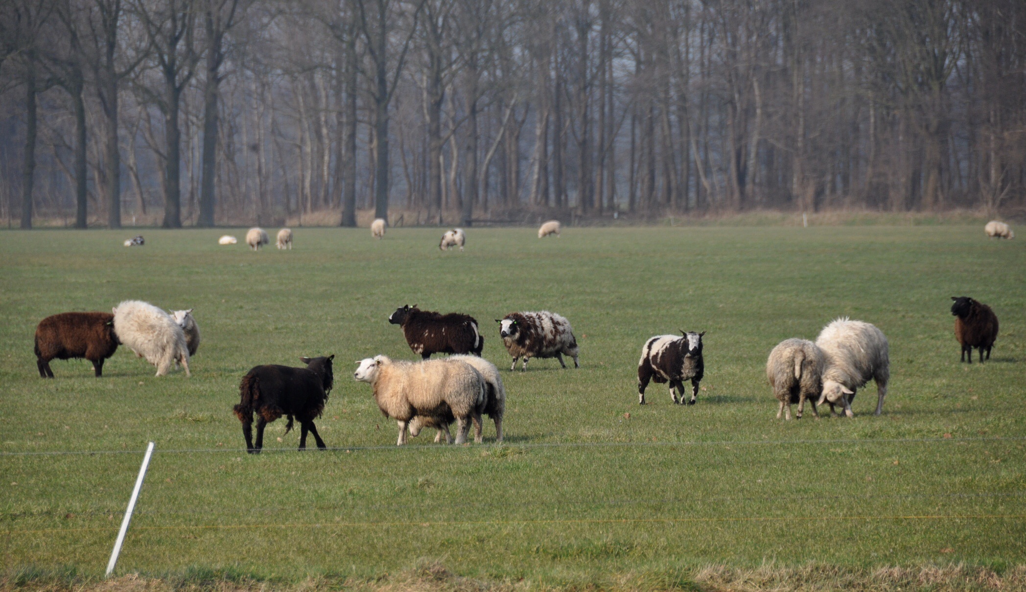 Schapen 3