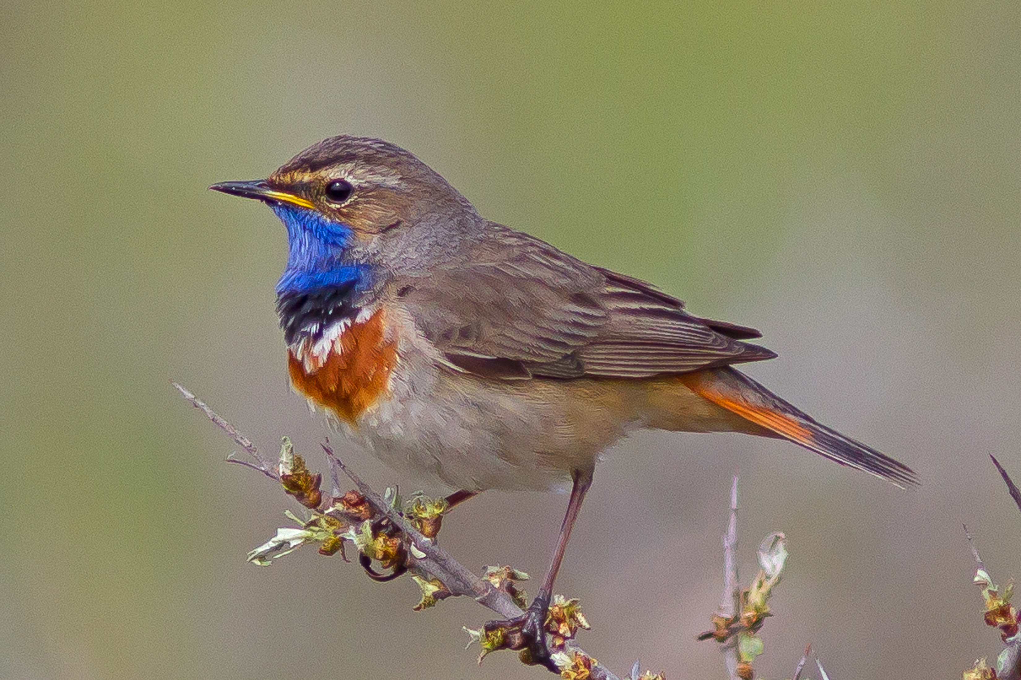Blauwborst