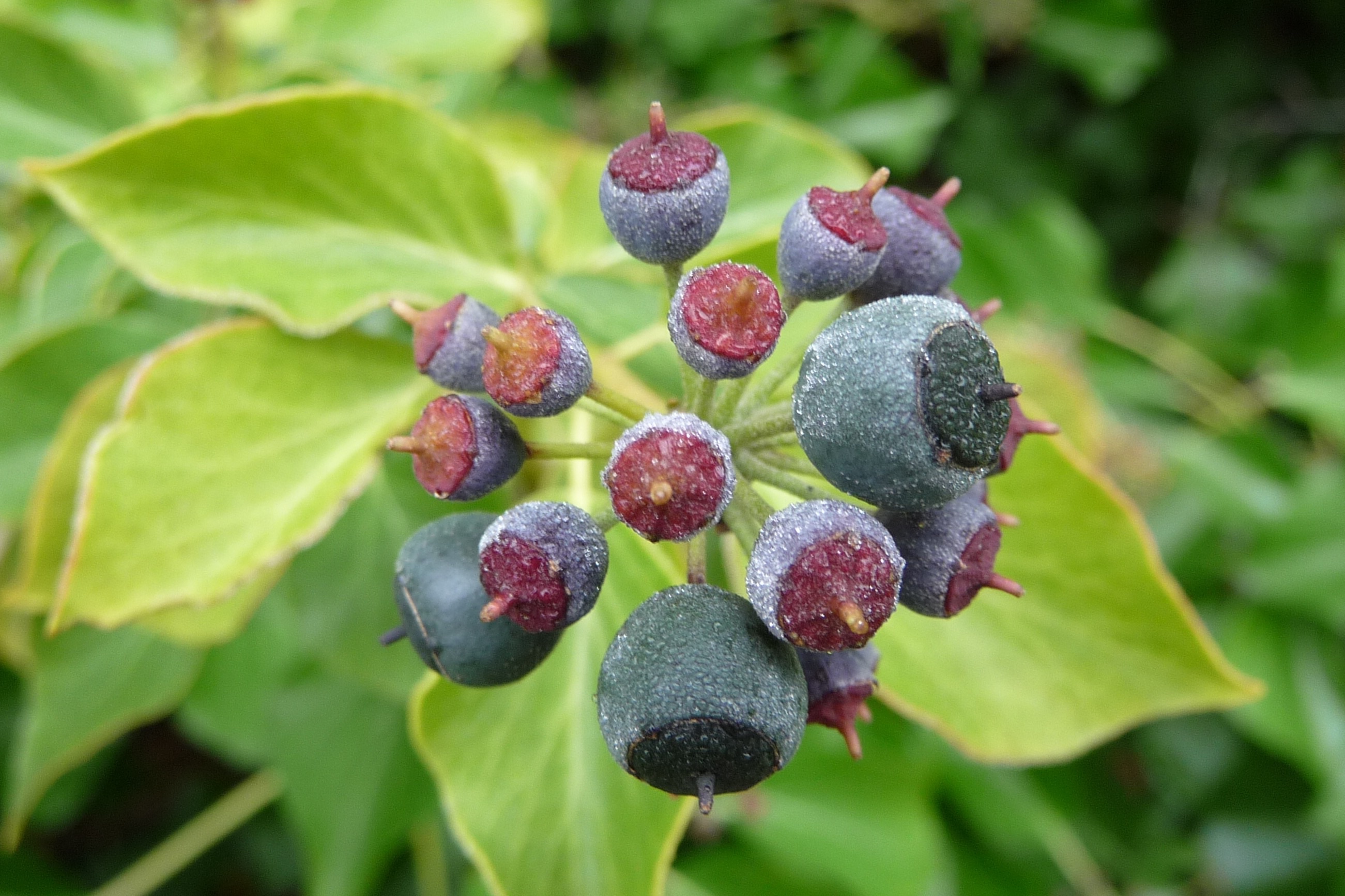 Hedera