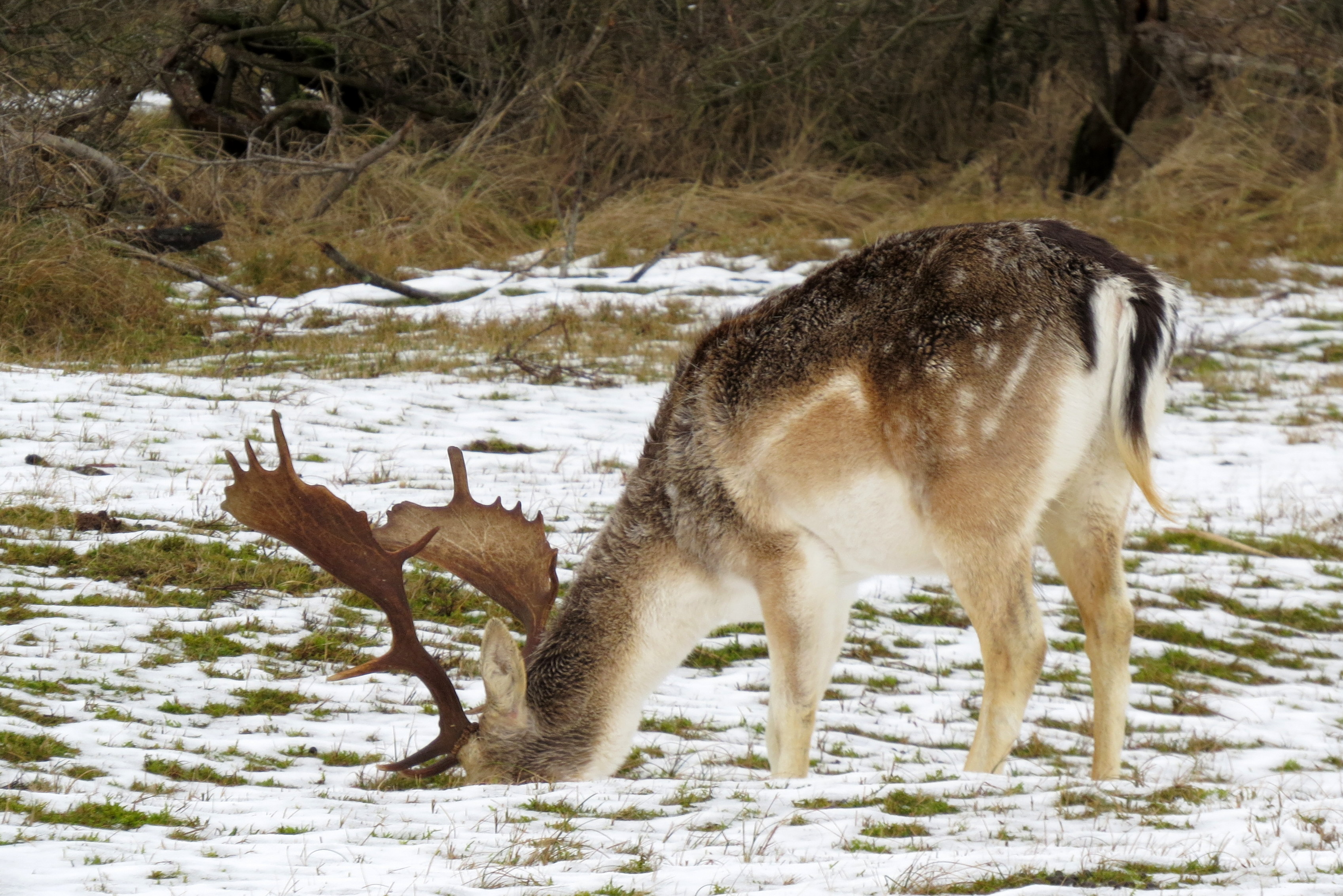Die steekt zijn kop in 't zand