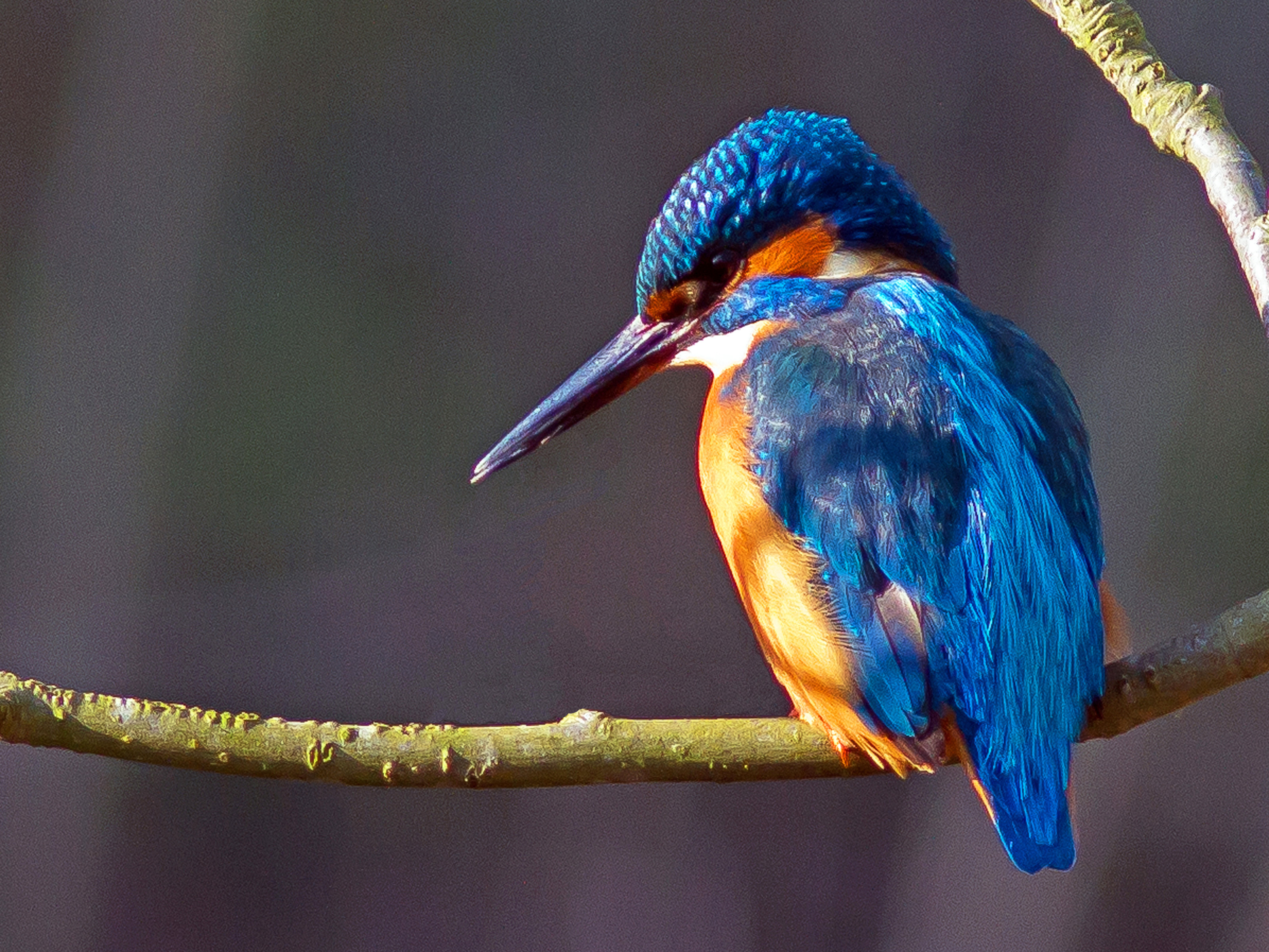IJsvogel