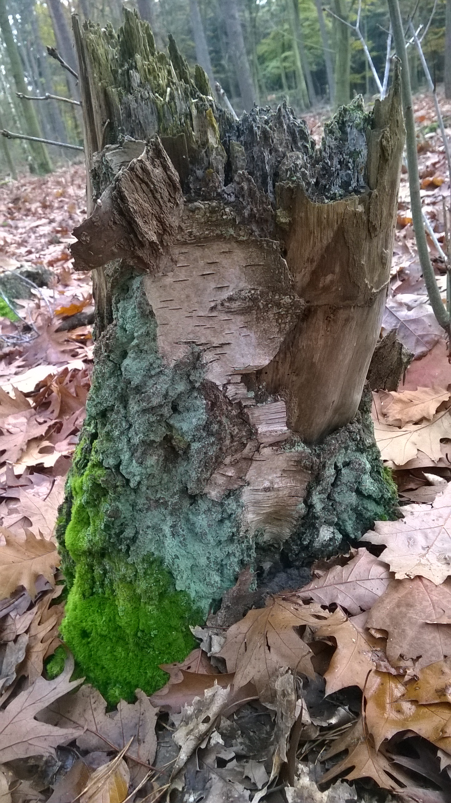Donker bos, kleurrijk mos