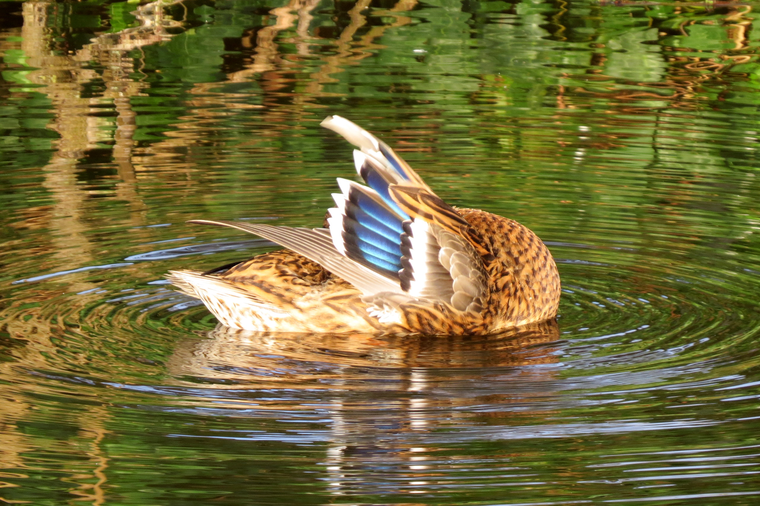 Hier wordt gepoetst!