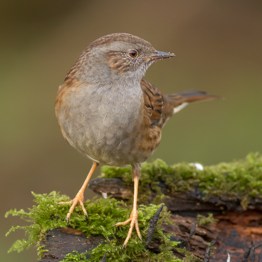 heggenmus
