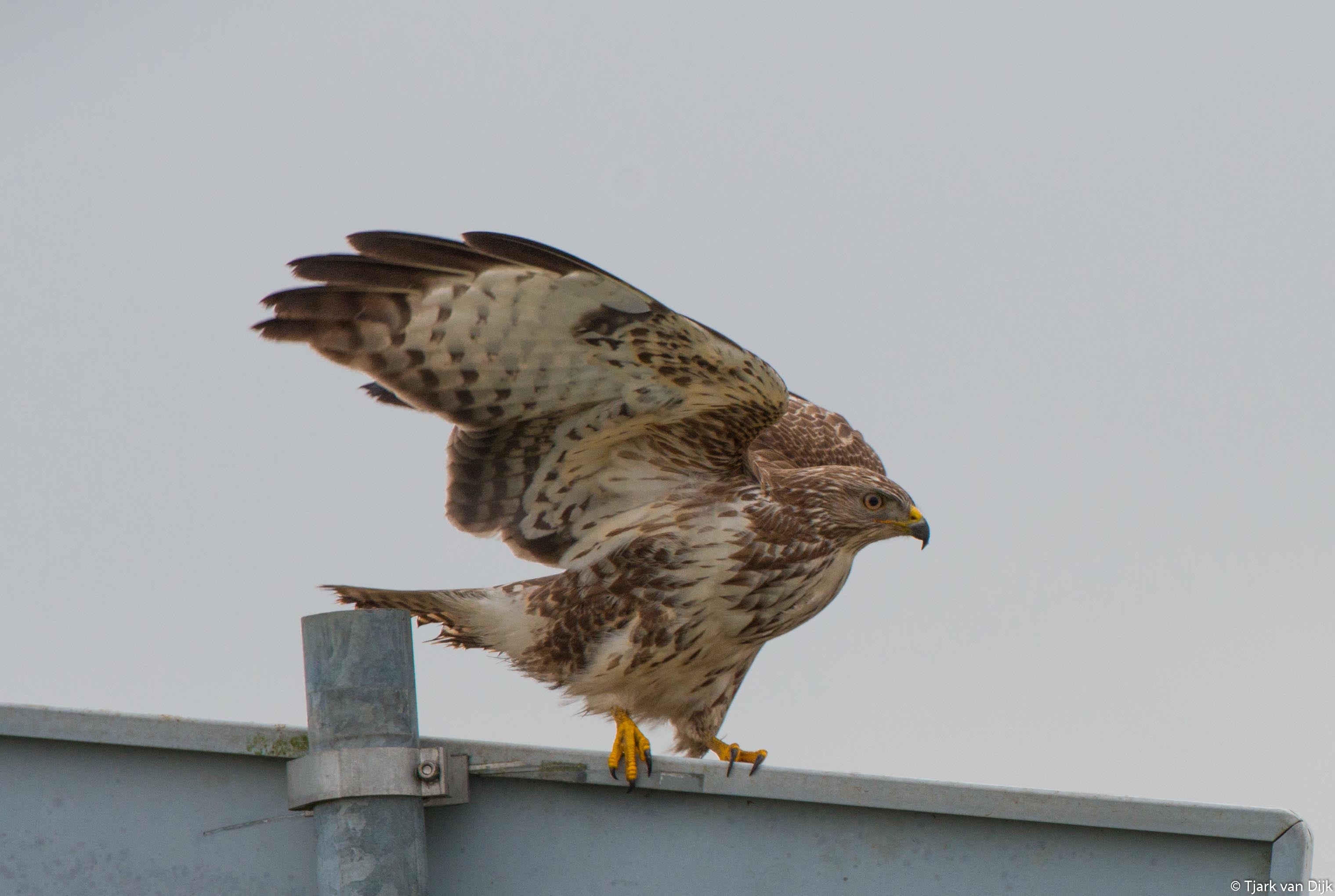 buizerd
