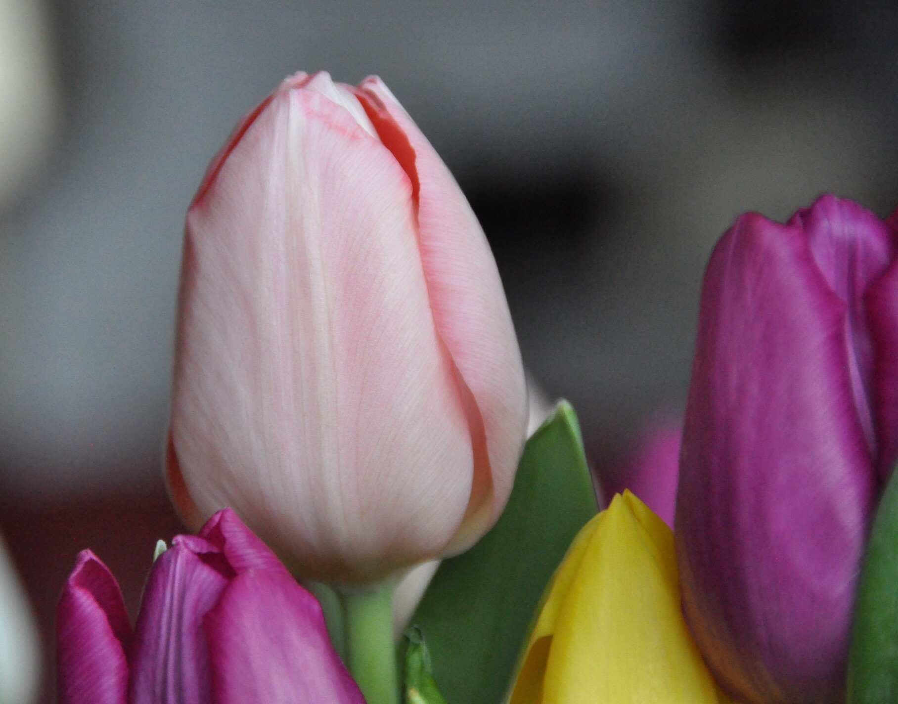 Tulpen 2