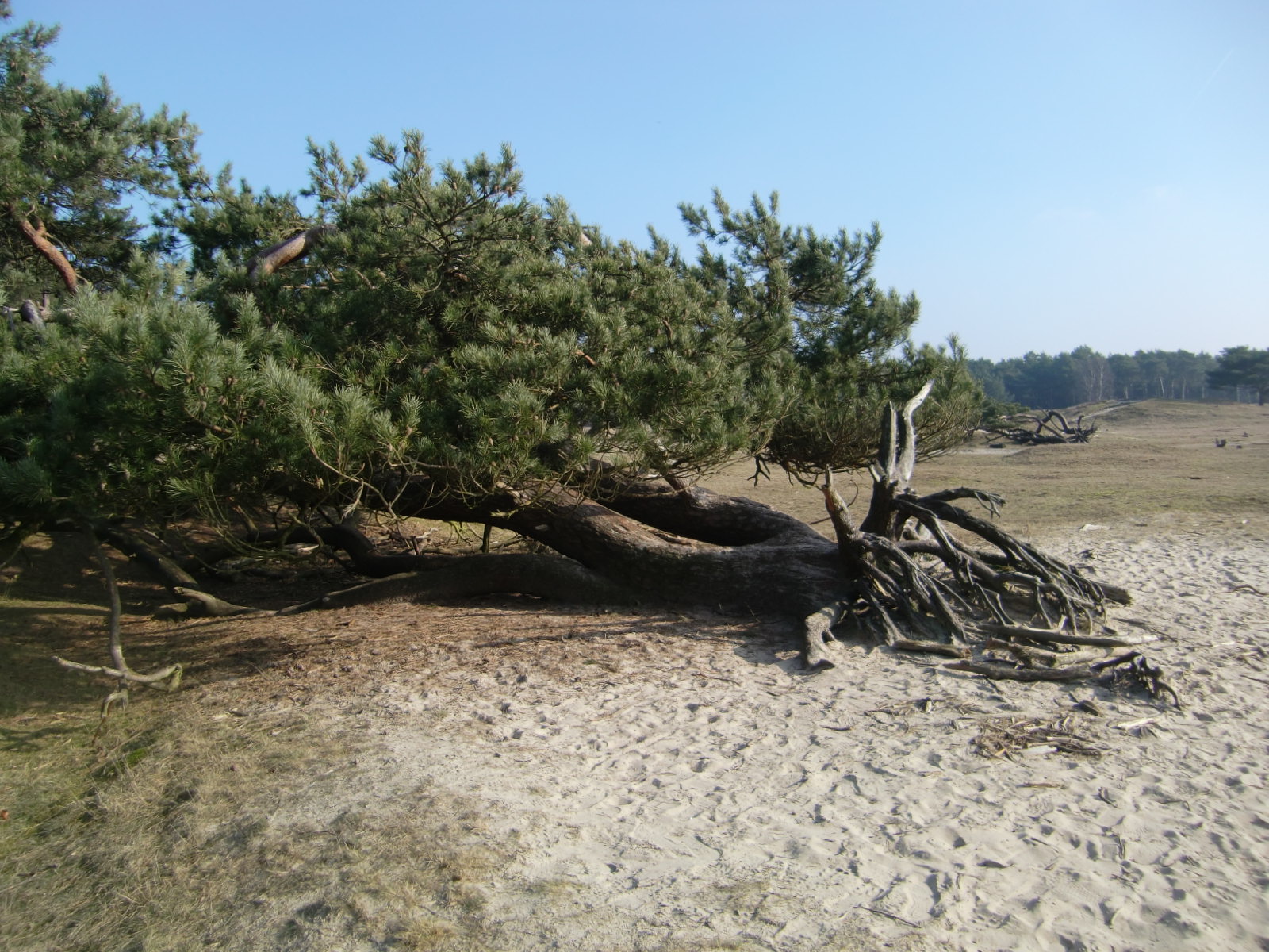 de kracht van de natuur