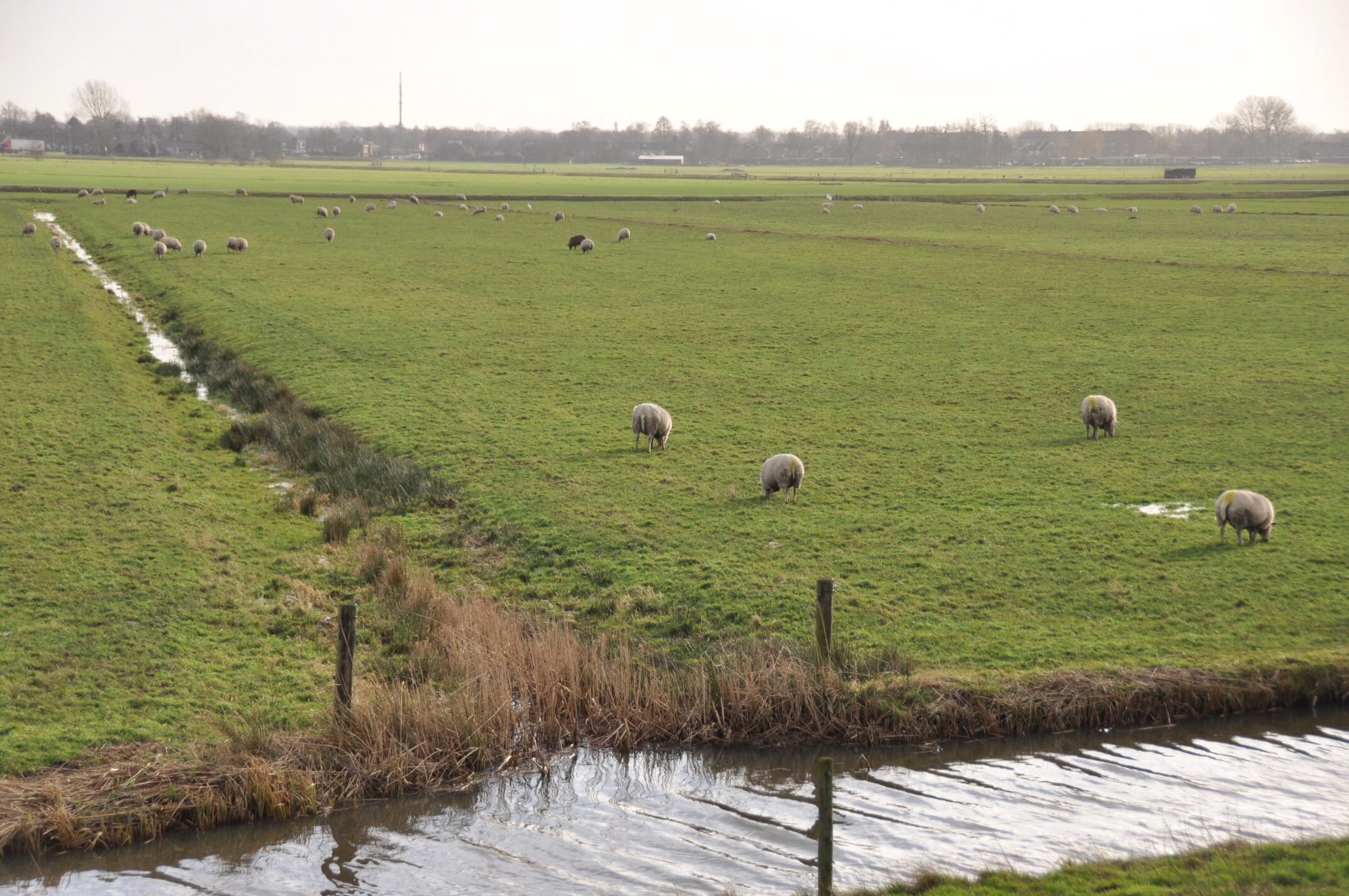 Polder 2