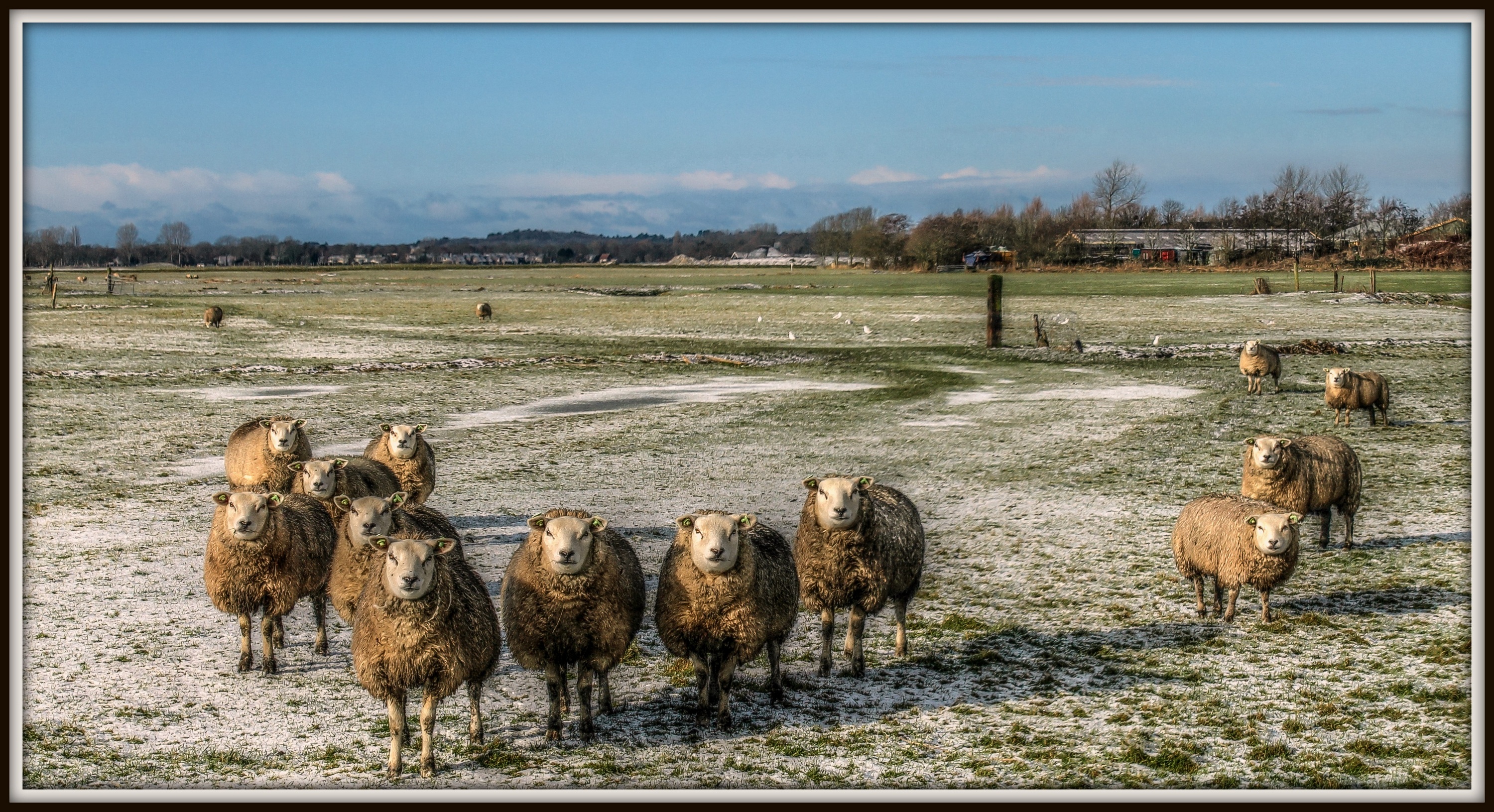 Schapen in licht winterse polder.